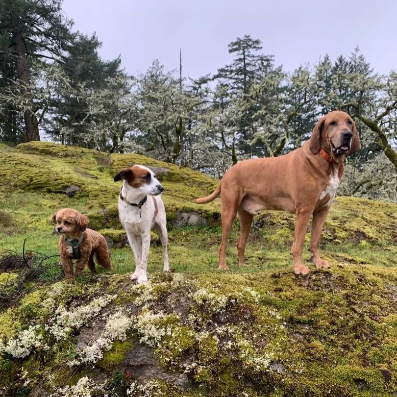 Look at all of these handsome boys and gorgeous girls having a blast this week! Lots of smiles and and some great romps were had. 😇🐶