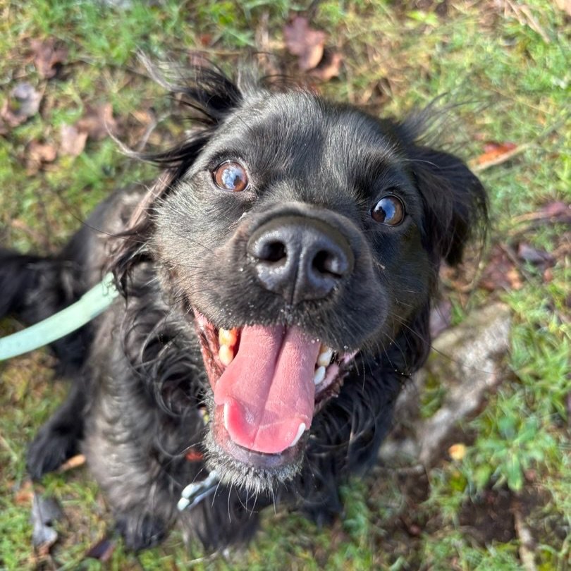 Edgar = us waking up to this gorgeous sunny Saturday! 

Hope you have a chance to get out there and enjoy it with your pup ☀️