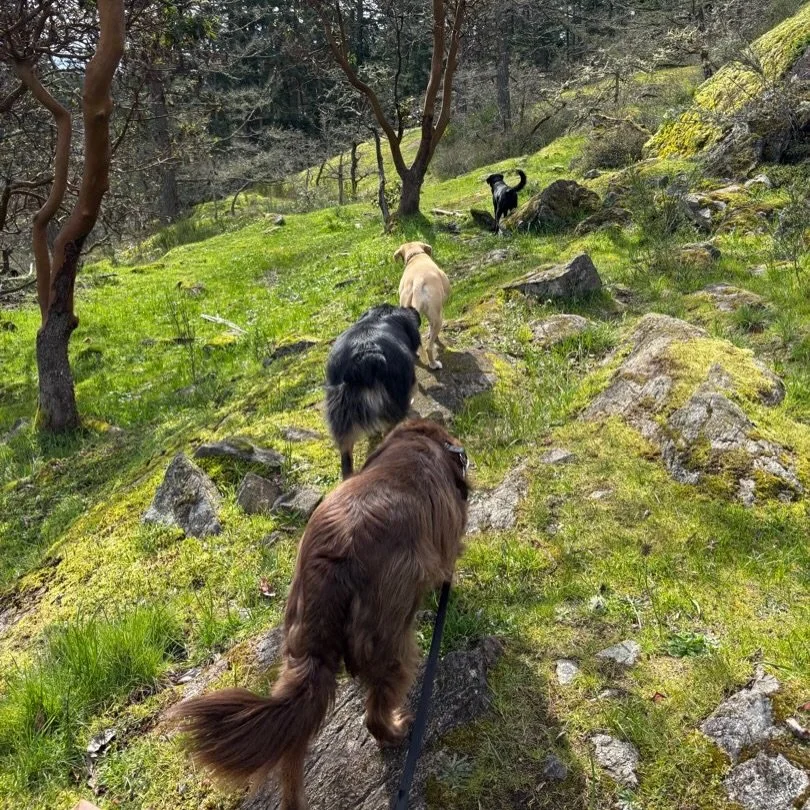 There&rsquo;s never a day these dogs don&rsquo;t love the forest! 🌲🌳

We love bringing a pack to the forest so they can indulge in some climbing and problem solving! Sometimes you end up on a ledge and can&rsquo;t immediately find the best way down
