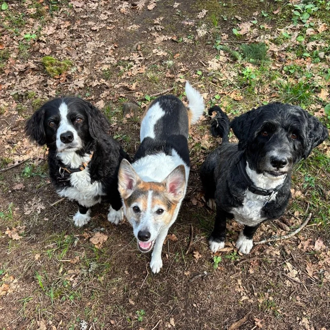 Just a lil photodump from our adventures recently 🐶🤪🌳