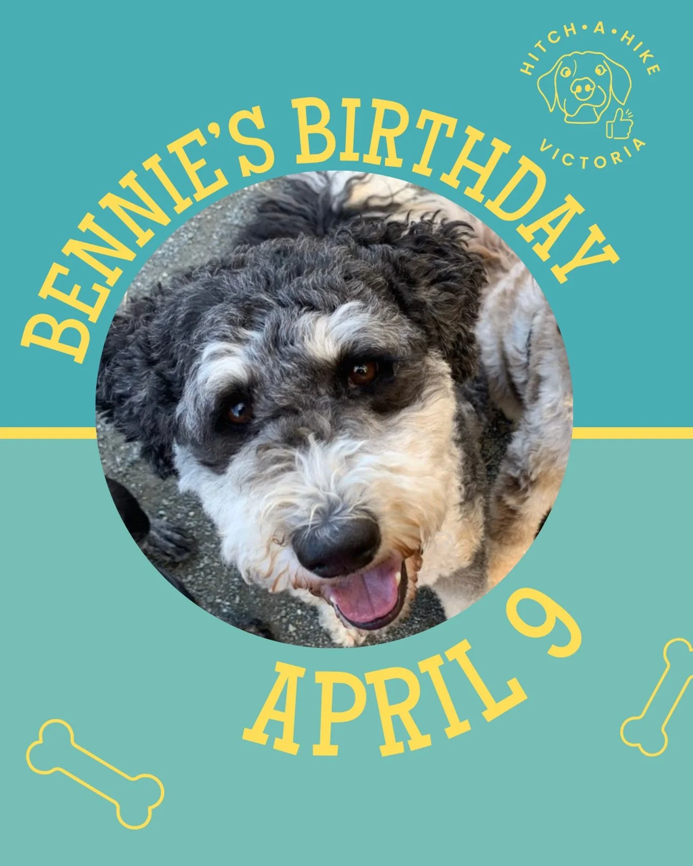Happy birthday to our big guy @benniebernedoodle 🎉

We love having him in our pack because he&rsquo;s such a sweet boy! He and all the other pups made fast friends. 

Give him a birthday bone in the comments 🦴