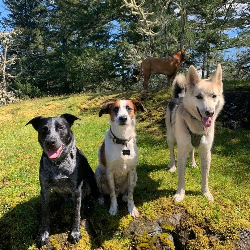 Wooowie April has just been whizzing by! We had soooo much fun on our group walks and hikes last week and we&rsquo;re ready to do it all over again tomorrow! 

Here&rsquo;s a little photodump from last weeks adventures 🐶📸