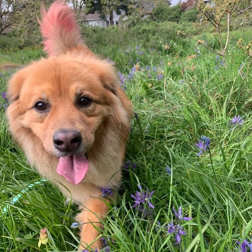 Laurie&rsquo;s packs got a special little photoshoot amongst the blossoming flowers this week! 

Spring has sprung and the sun is OUT! We couldn&rsquo;t be happier and it&rsquo;s clear the dogs love it too. 🌷🌱☀️

Ps. Welcome to Churro!! ❤️