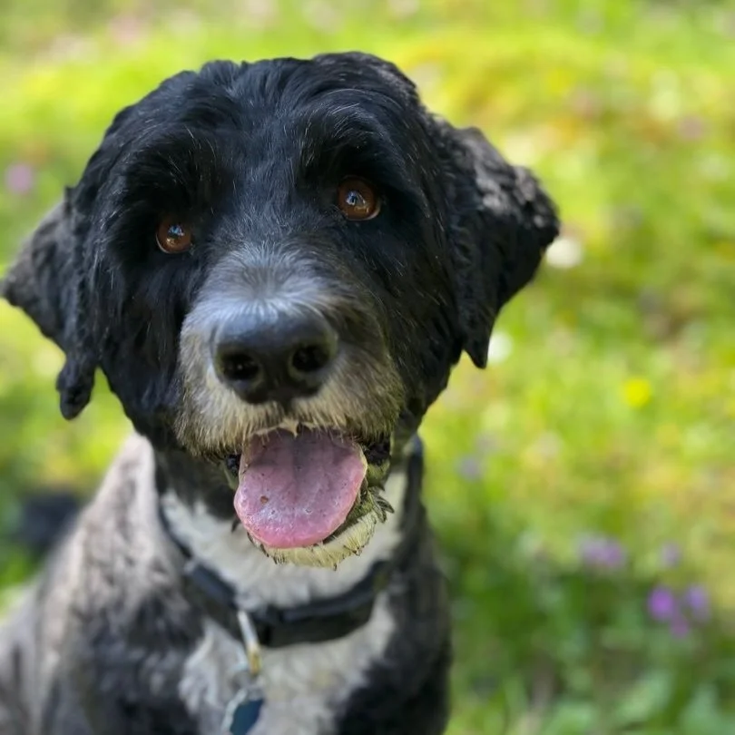 Just in case your pup needs a head shot 📸

They&rsquo;re already famous in our books though! ❤️