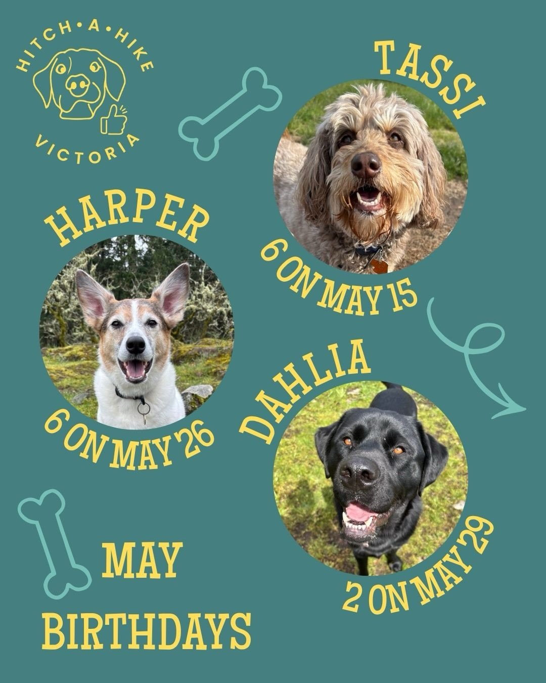 Happy birthday to all our pups born in MAY! 

We&rsquo;ve got quite a few birthdays this month so swipe and give them all a boop on the nose ❤️

@petpocketbook lets you customize your dogs profile with lots of useful information including their birth
