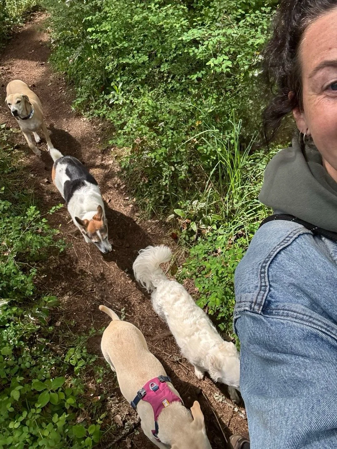 There&rsquo;s nothing quite like getting to play follow the leader in the forest! 🐶

The Hitch-A-Hike team is so lucky to get to make our dreams an every day reality by hanging with your pups. Double lucky when it&rsquo;s a gorgeous week! ☀️

Thank 