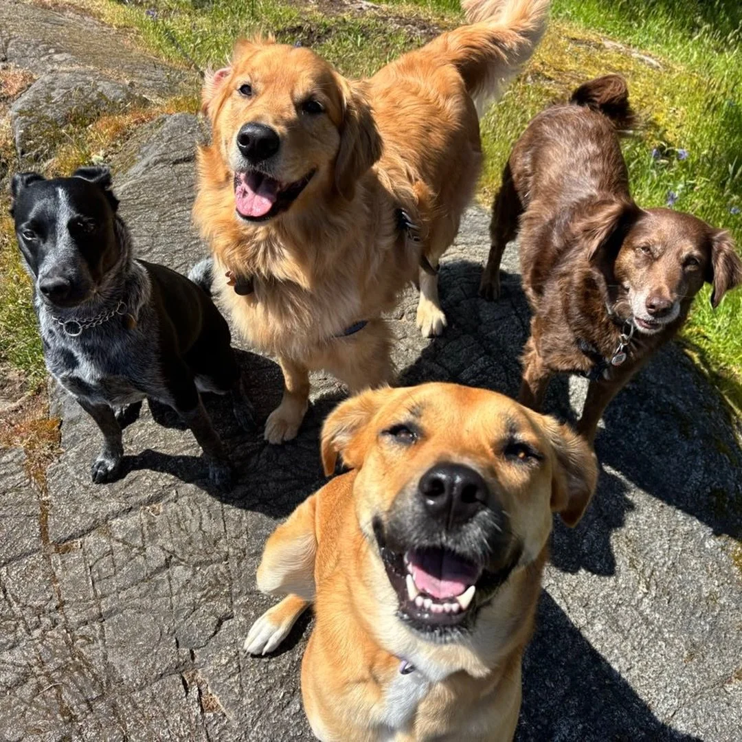 Look at all of these beautiful boys and girls 🥰😍

Happy May Long Weekend!! Just a little reminder that there won&rsquo;t be any walks this holiday Monday.