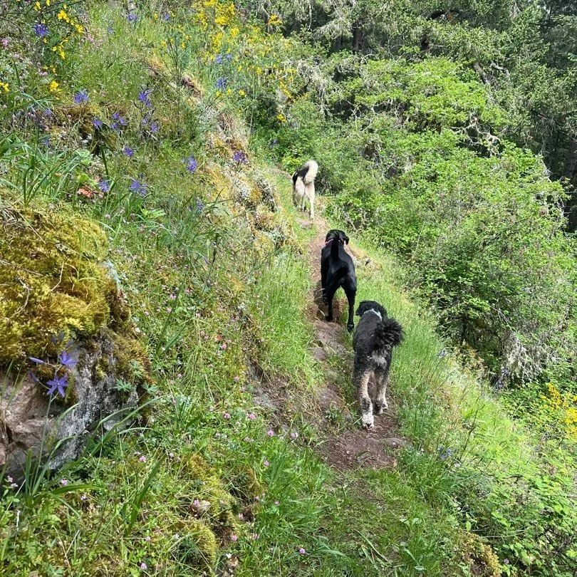 Wednesday on a short week still means we&rsquo;re halfway through the week! 

Keep trucking, stay in the moment, follow your nose and your pals through a grassy trail. Always take advice from dogs 🐾