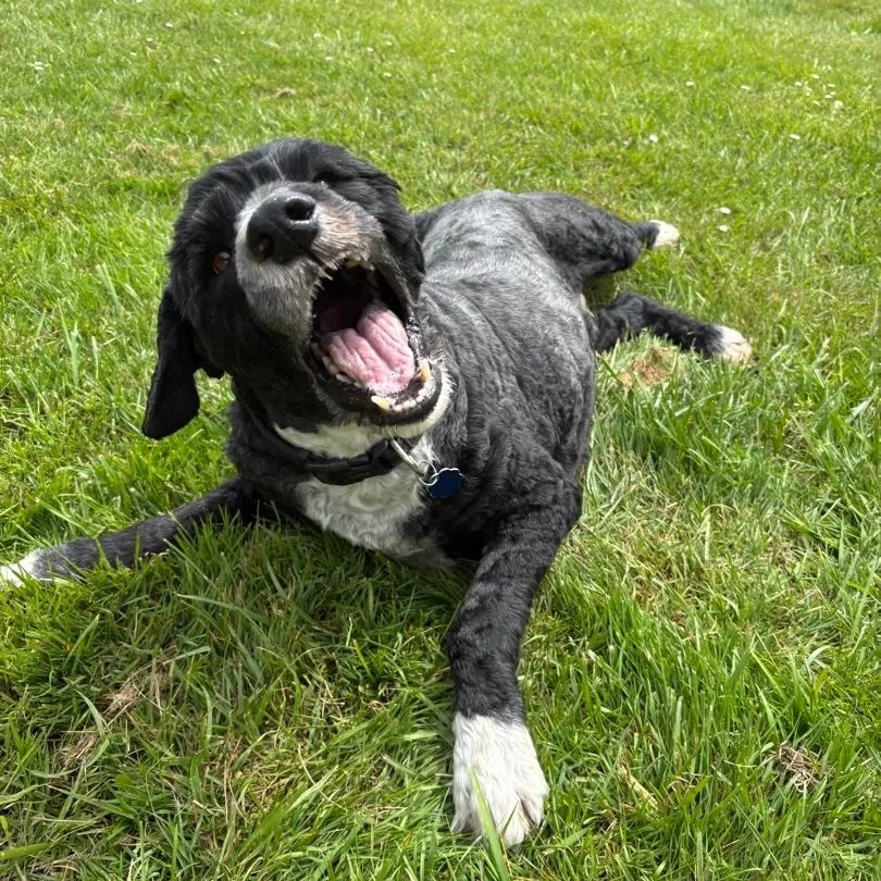 Fridays are for bloopers! Here are some of the sillier shots we&rsquo;ve gotten recently for report cards. 

🤪 Every once in a while the dogs literally become this emoji in a pic and we love it🤪
