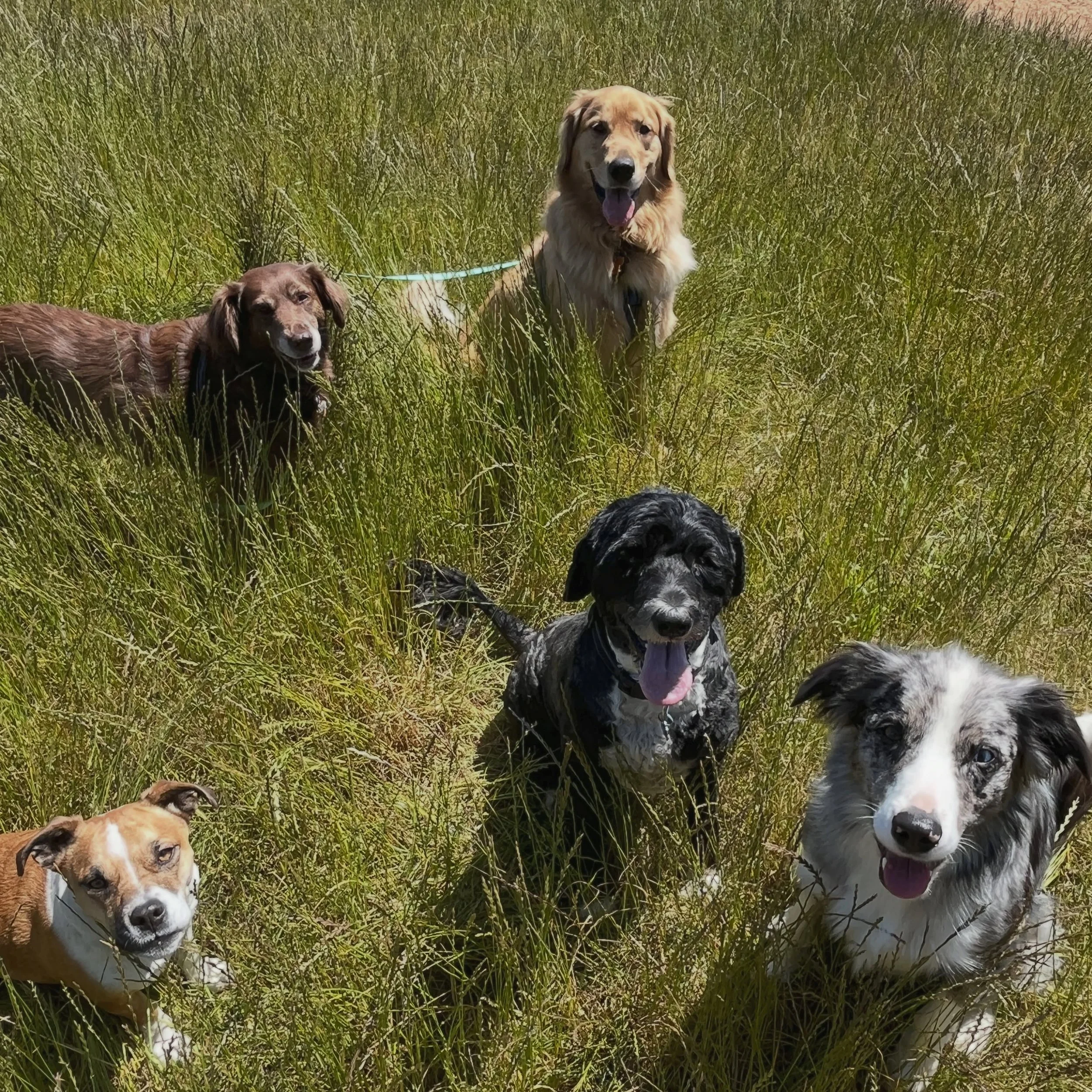 Cute pack pic for attention! 🤩

Have you been using @petpocketbook to its full potential? We love how detailed each pet&rsquo;s profile can be and it really helps us to know as much as possible about the pups. 

For example, you can add:
🎉 their bi