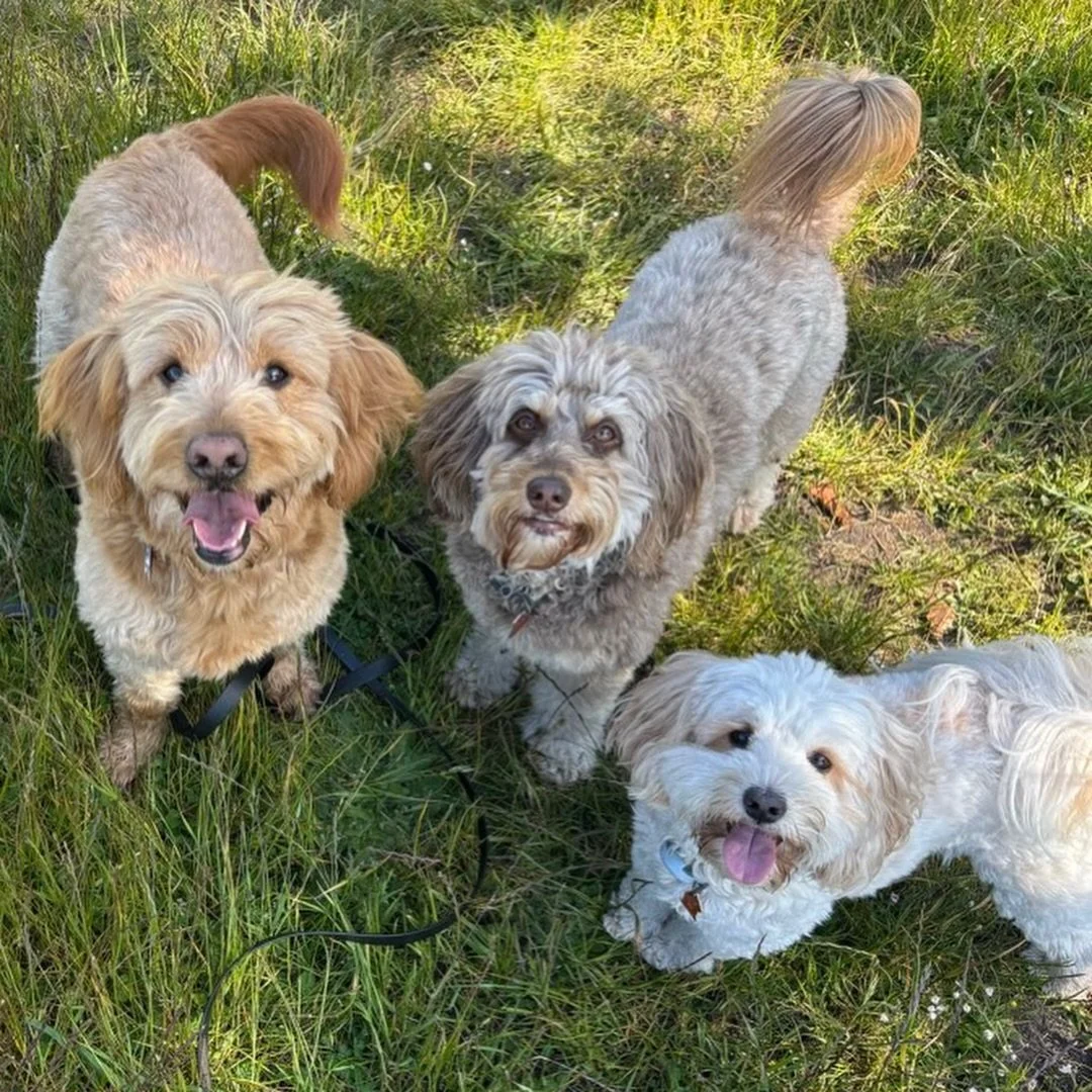 Dog pack = community ❤️🐶

Being walked in a pack environment benefits most* dogs by offering mental and physical stimulation. They get to learn positive behaviours or lead by example. It helps them understand different dog personalities and gives th