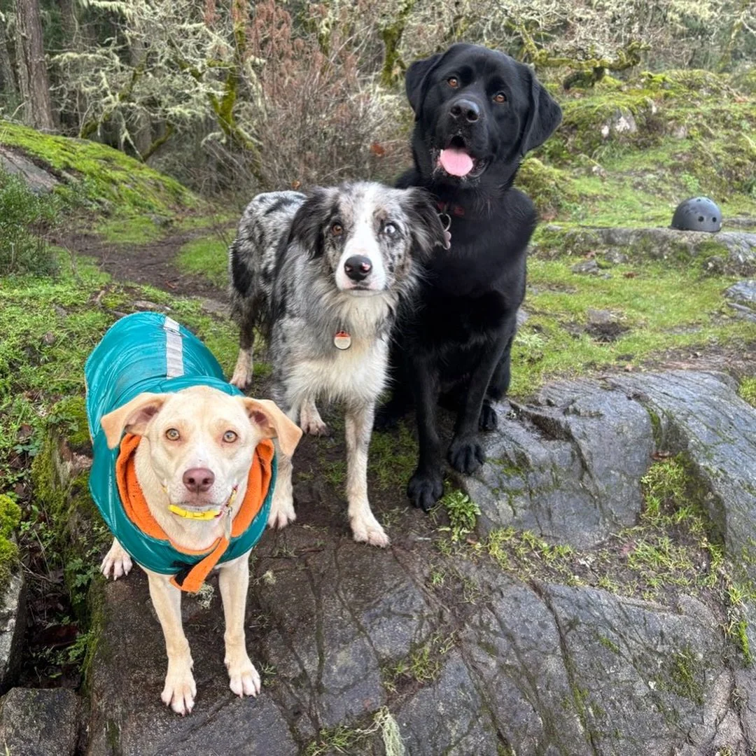 Just a little camera roll clean out from days gone by. 

What a wonderful life it is to spend time with dogs each and every day!