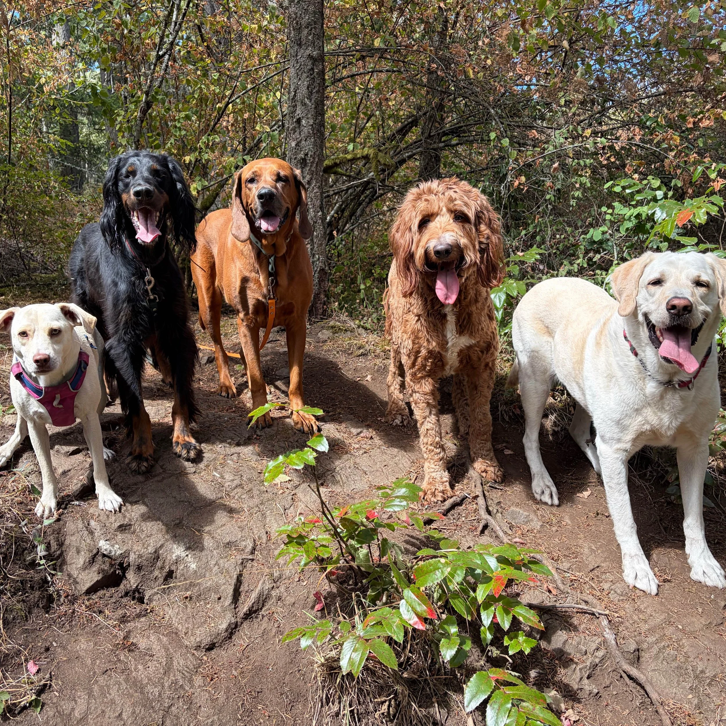 TGIF ☀️

Thanks for another great week of trusting us with your pups! Look at all these happy faces - we love each and every one of them!