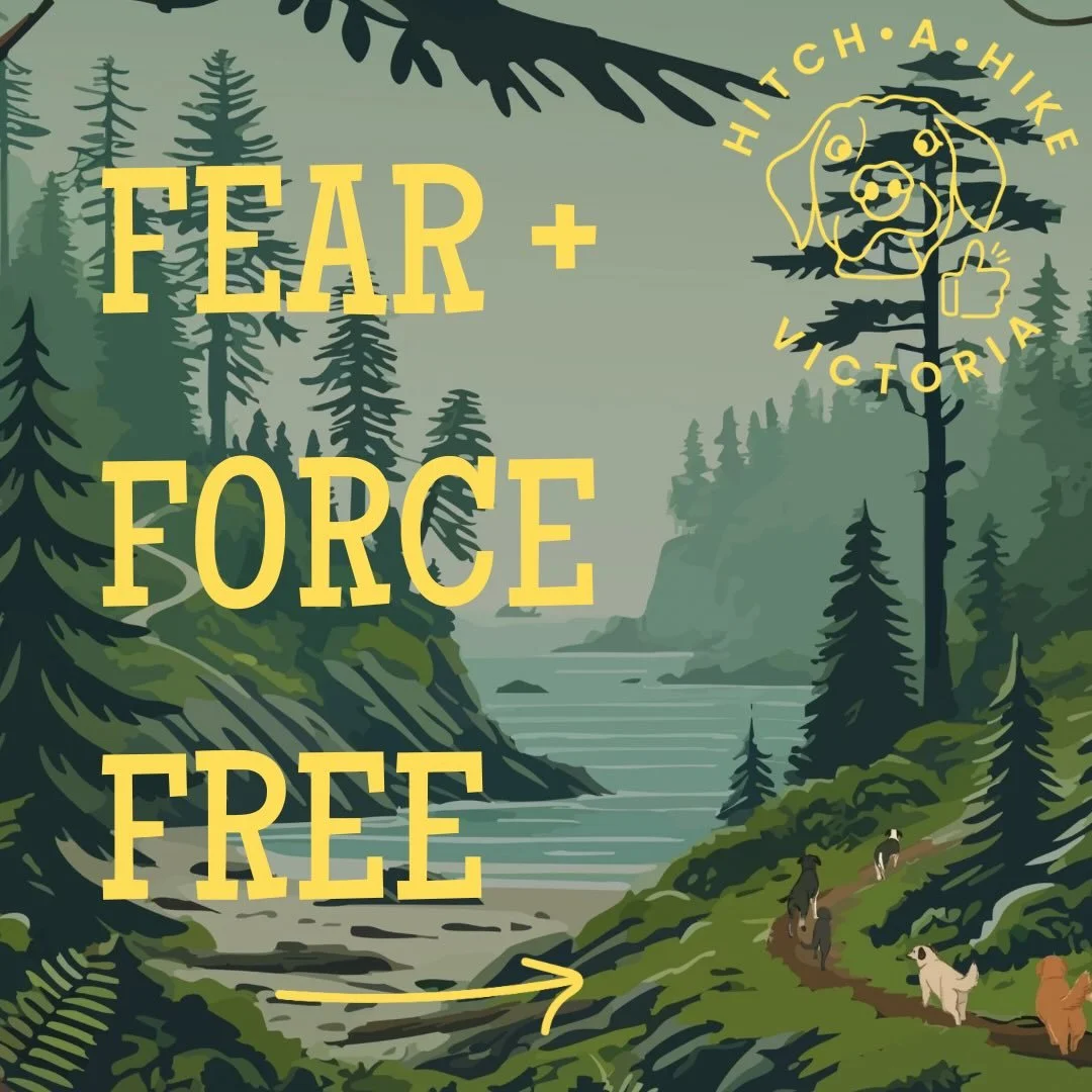 WHY do we choose to use Fear + Force Free techniques on our walks? 

Each dog is different - they have unique personalities, quirks, likes and dislikes. But something they all have in common is that they all have the right to live a safe, enjoyable l