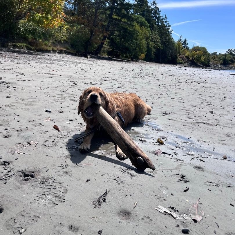 Another successful beach day in the books! 

We&rsquo;re so glad to have dog-friendly beaches with safe water on the days it&rsquo;s been heating up this summer. ☀️