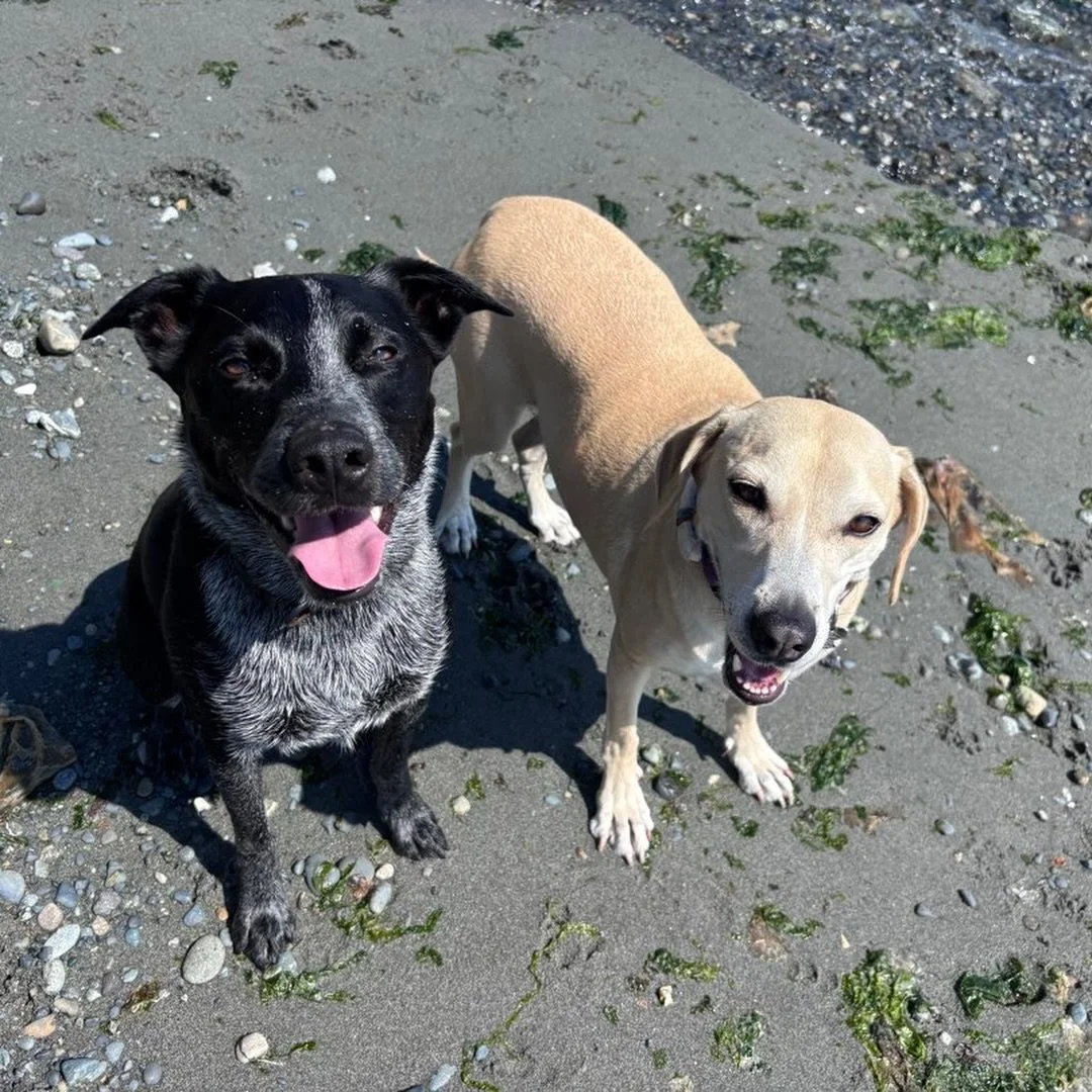 It&rsquo;s hot (and smoky) out there this week! The best time to take our hikes to the beach. Not only is the water cool, the beach offers unique sniffs that trails don&rsquo;t have! 🌊🦀

Keeping your dog from overheating in the summer is super impo