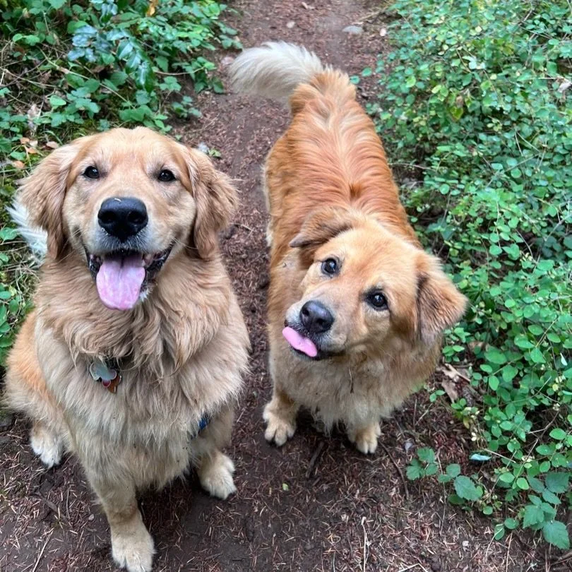 We&rsquo;ve been having a fantastic time on our hikes this week, from the beach to the forest and everywhere in between! ❤️