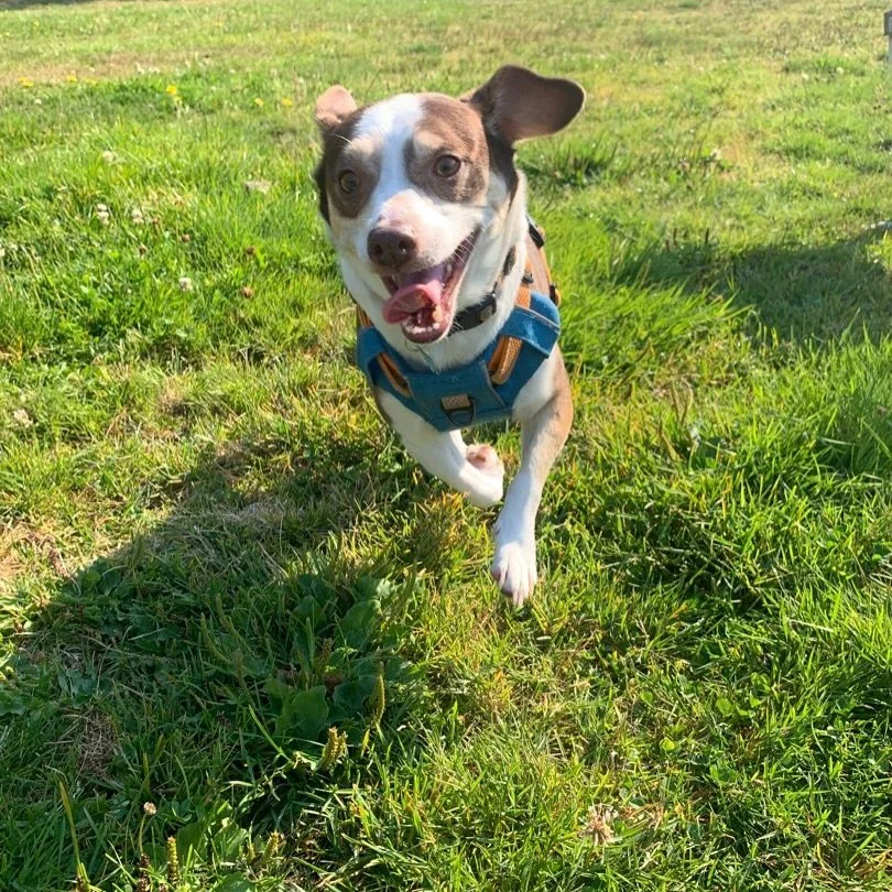 Just dropping in with some of our cutest solo pics from this week 🥰👋🏼🐶