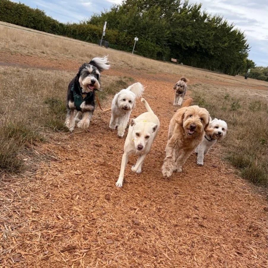 👉🏼follow the leader👉🏼

It&rsquo;s so awesome to see our packs in action! We do our best to carefully pair dogs together based on activity level, temperament, and who their besties may already be. 

So it&rsquo;s extra cute when it all comes toget