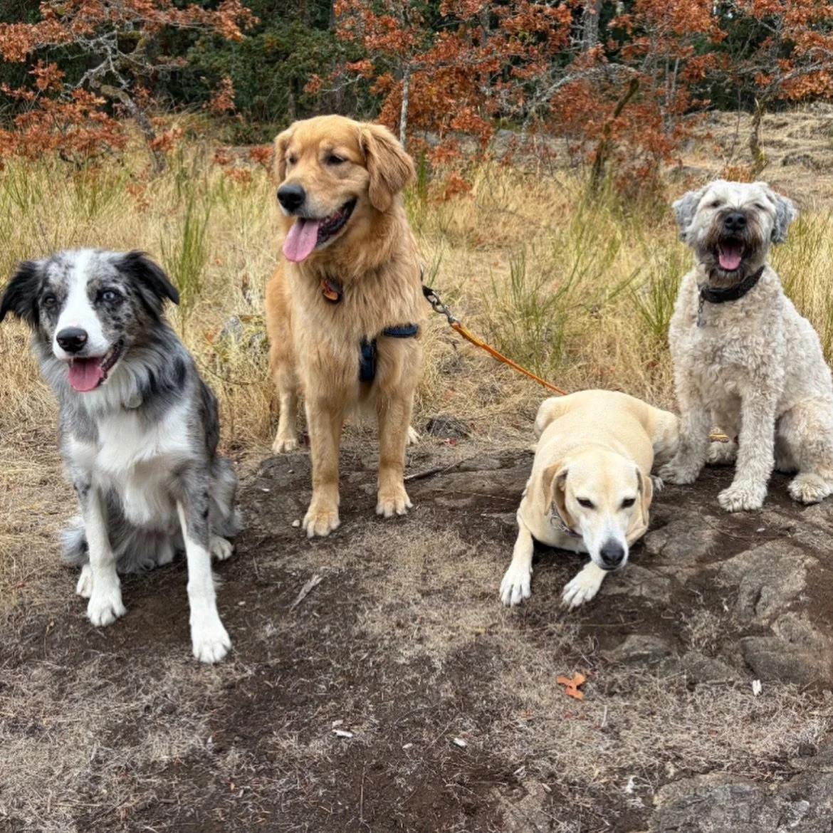 September is in full swing 🍁🍂

Hope everyone had a good long weekend! Look at these happy pups enjoying the slight turn in the weather 🐶