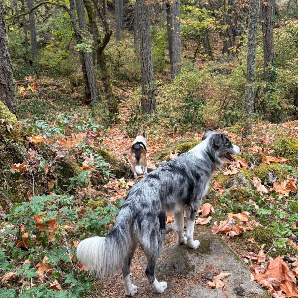 We might still be craving endless beach days but the fall does make for some very pretty forest walks 🌲🍁

How are we already halfway through September!?