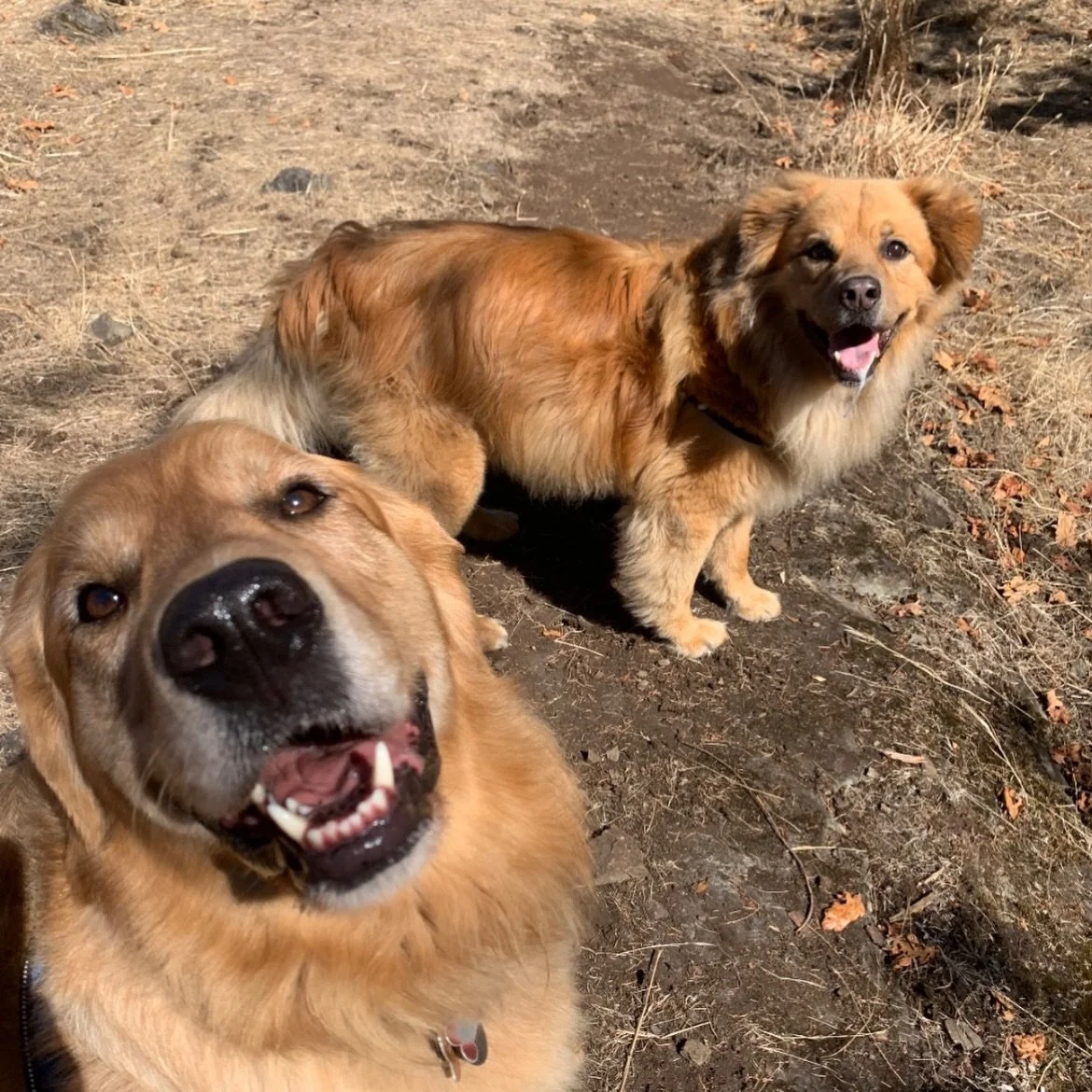 It&rsquo;s Mondayyyy!

Here&rsquo;s a little taste of what we got up to last week! 🐶