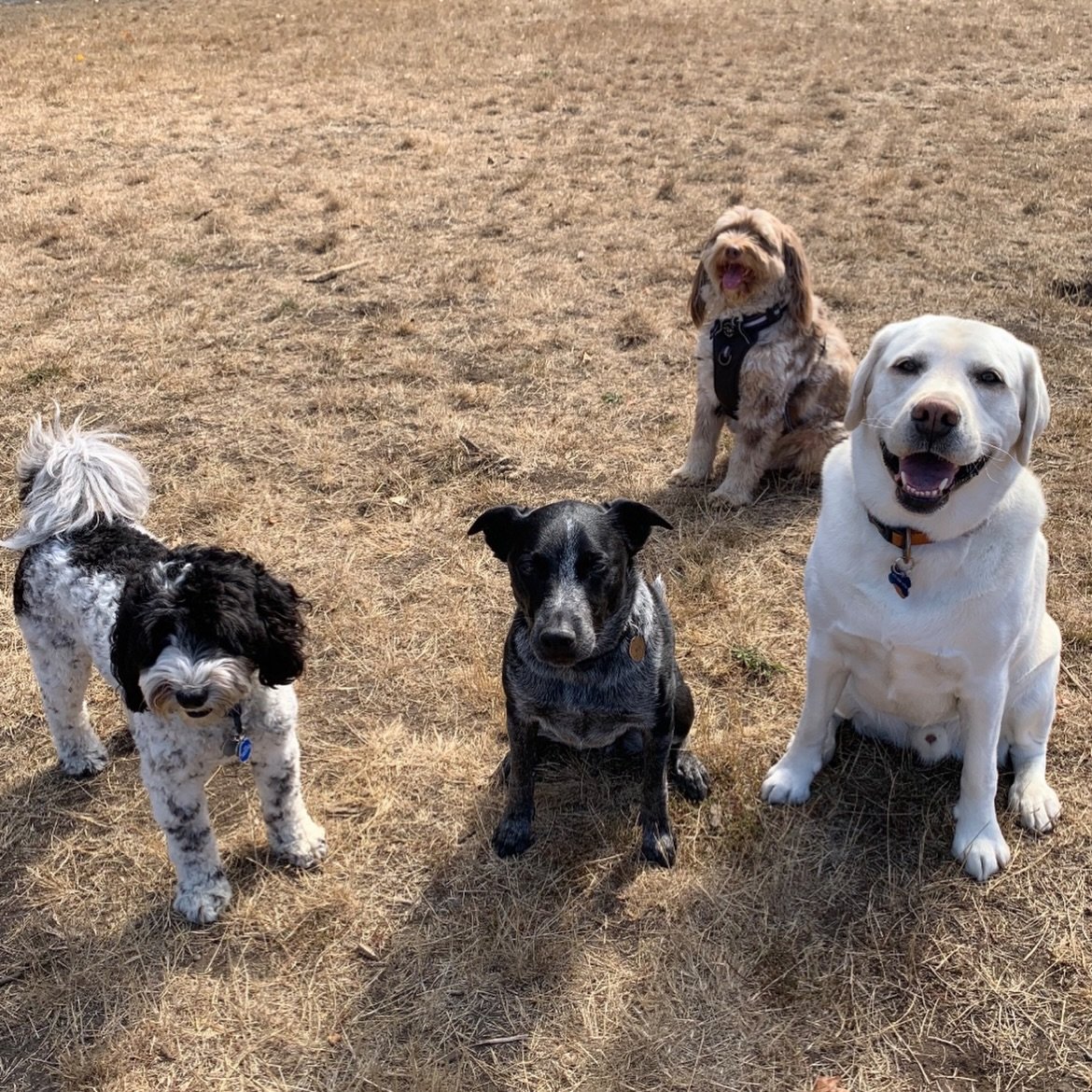 Just some doggies having fun in their packs 🥰

We&rsquo;ve had such a blast this week!!