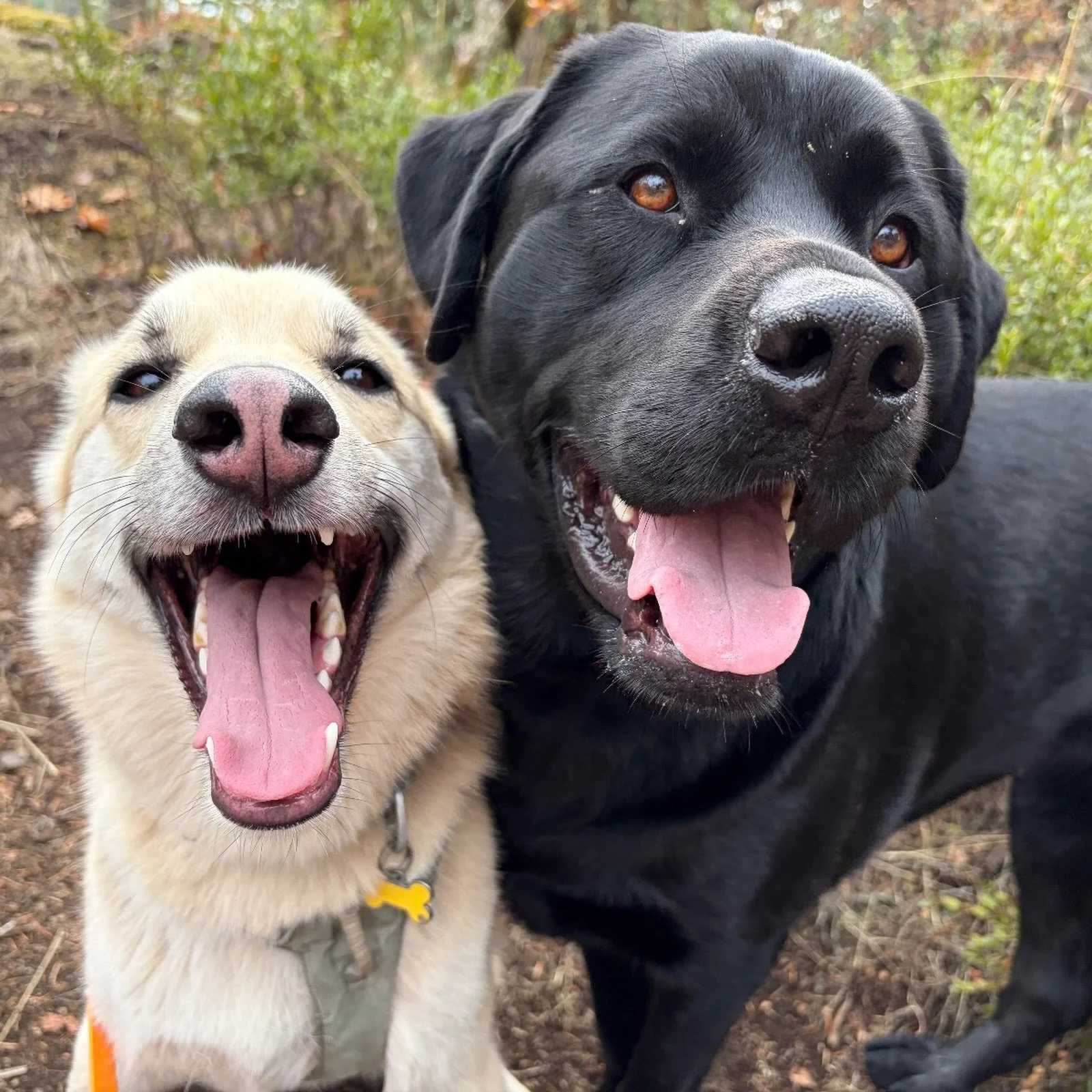 We pride ourselves on matching up each pack so that everyone gets along. Whether your dog likes to take it slow or is always finding a buddy to play with, we&rsquo;ll find the perfect pack for them! 🐕🐩

Ps. We&rsquo;re crying over this &ldquo;selfi