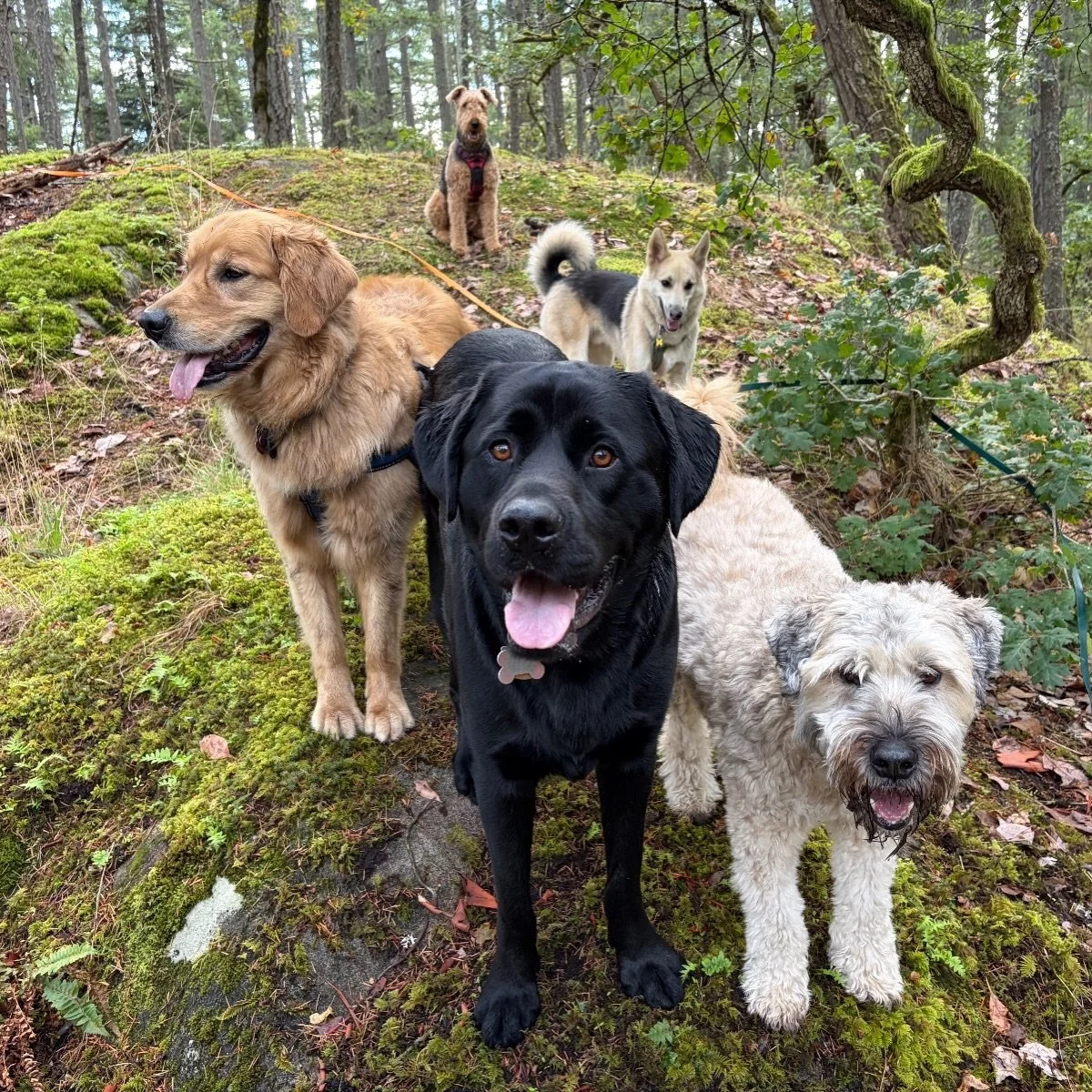 Yahoooo it&rsquo;s Friday! And its a long weekend 💪🏼🦴

It was an exciting whirlwind of a week for us here at Hitch-A-Hike! So much fun was had. Can&rsquo;t wait to get back to it again on Tuesday. 

(Plz swipe to see Larin looking super majestic ?