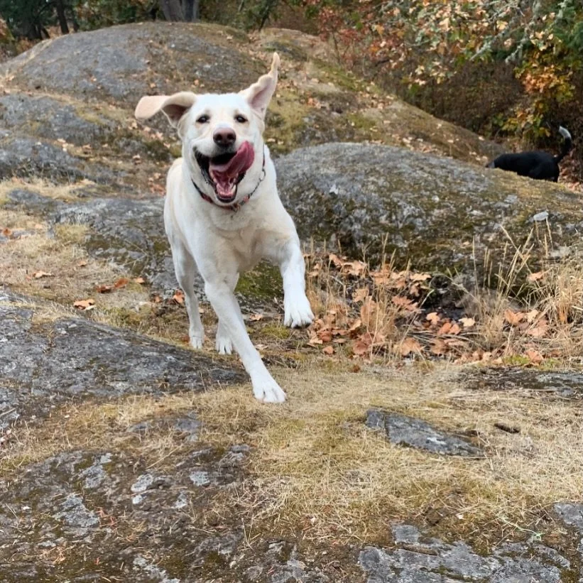 Thursday zzzooooomieeeezzzzz 🏃&zwj;♂️💨

We love getting action shots when the pups are having fun! What&rsquo;s your favourite kind of pic to see on report cards? Tell us below! ⬇️