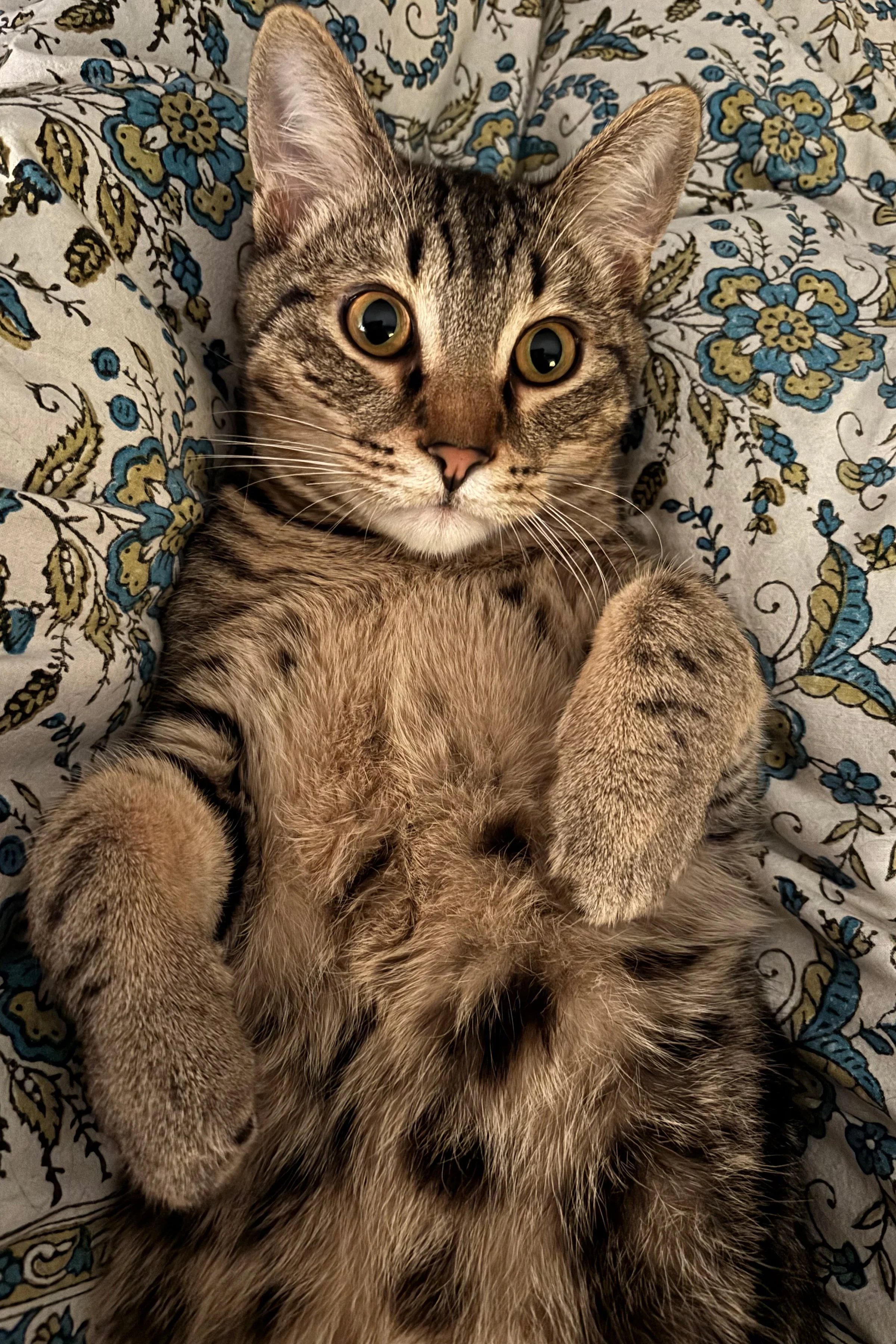 Milo