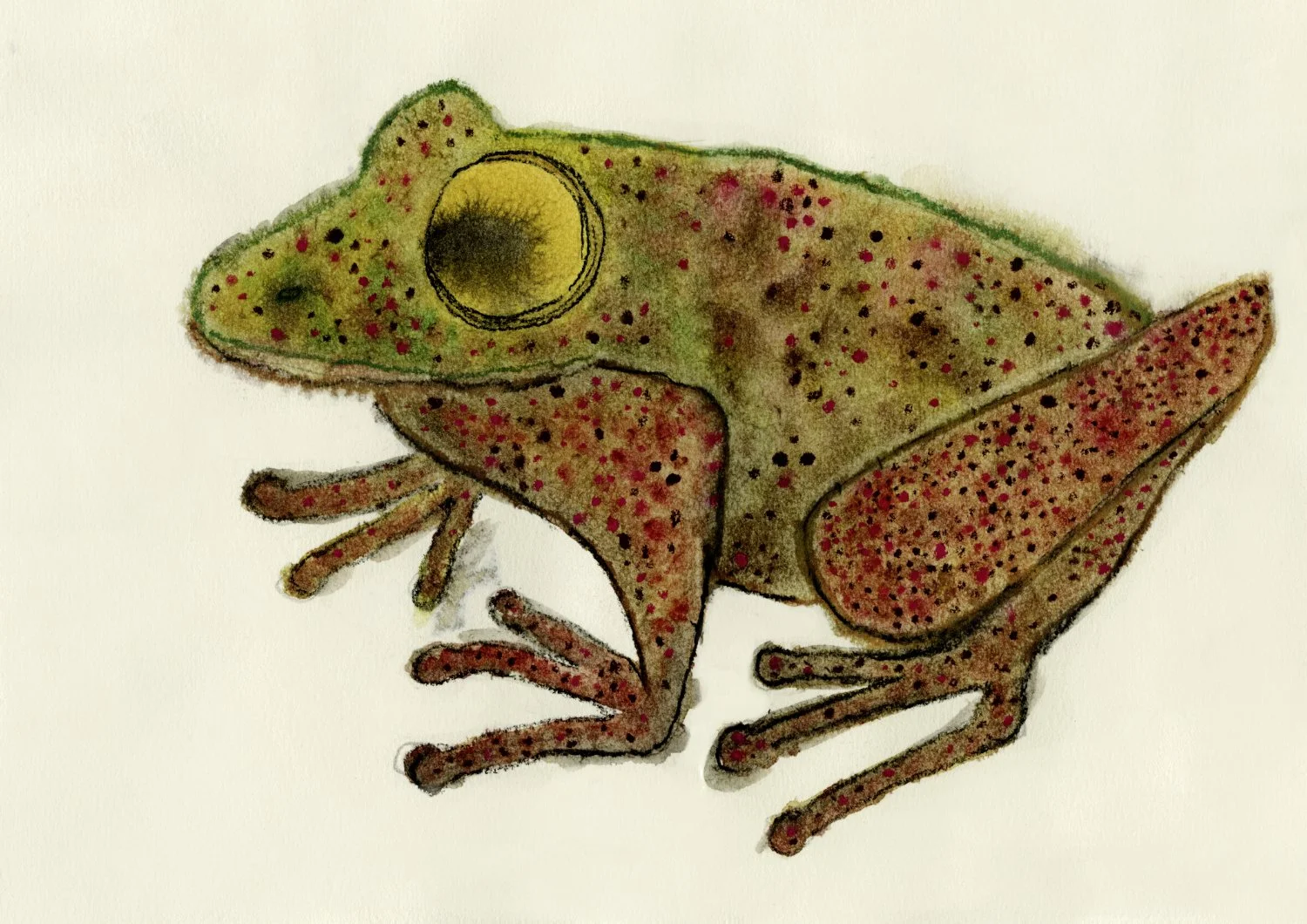 Landscape Portfolio Frog.jpg