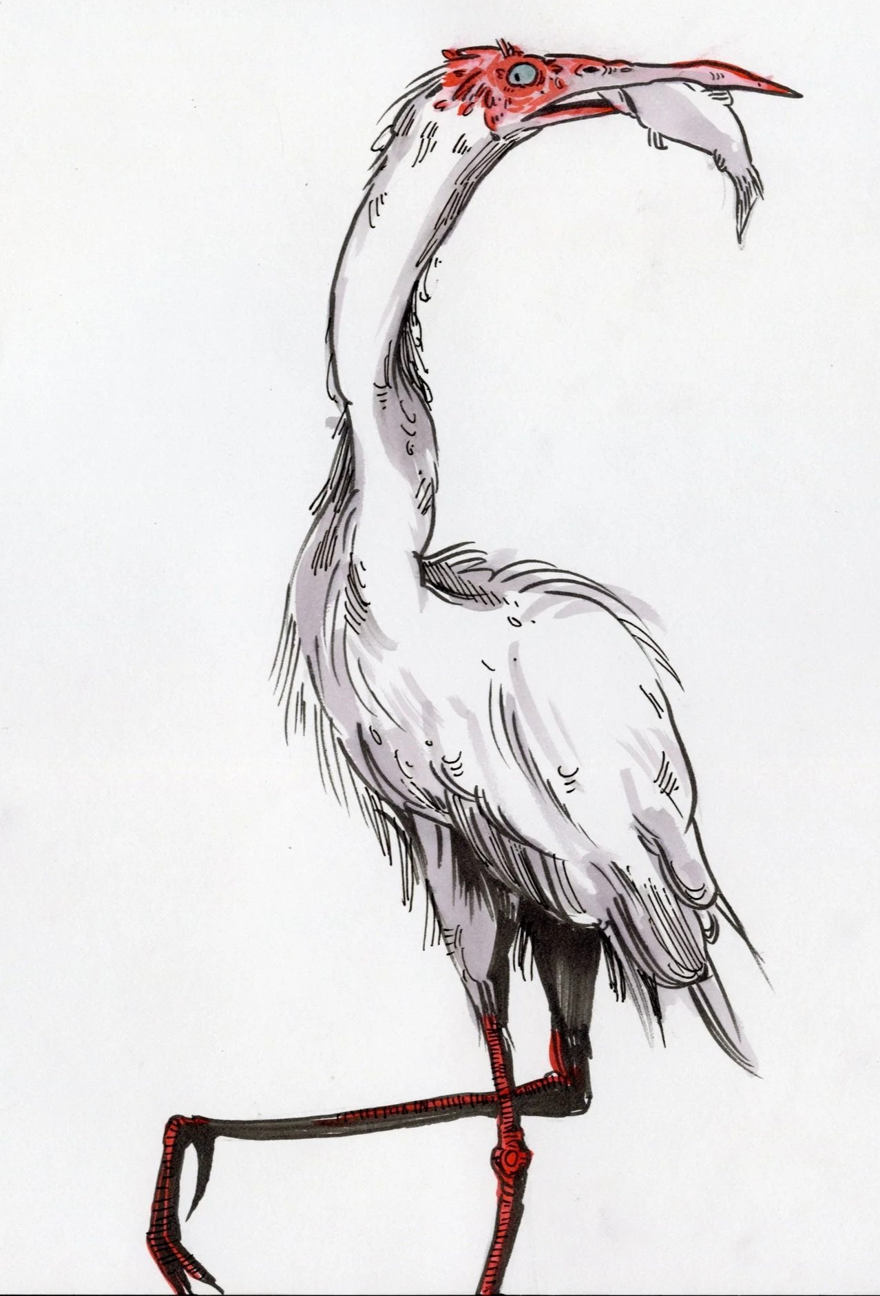 A drawing of a crane bird with a fish in its beak, standing on one leg.
