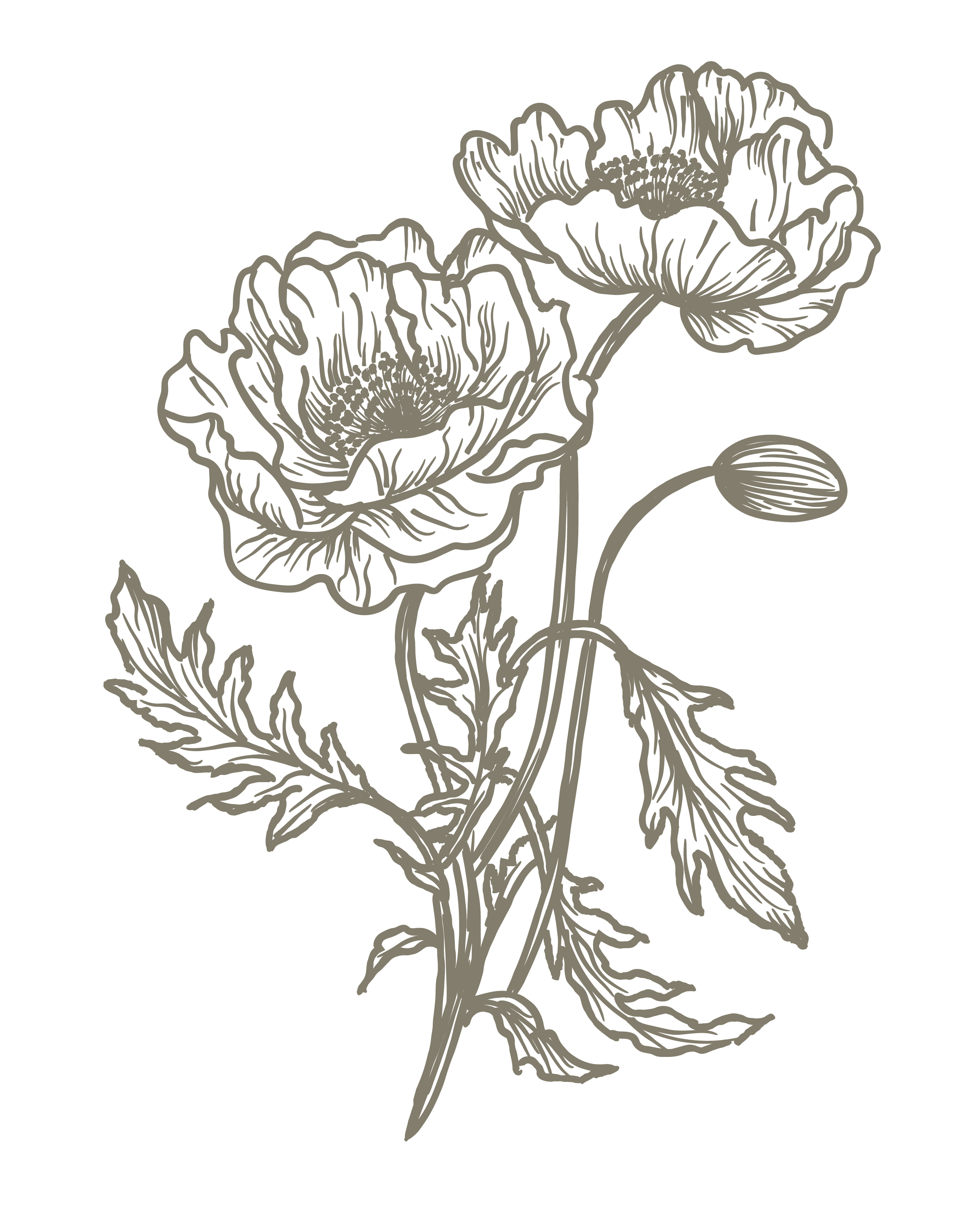 Outline drawing of two poppy flowers, one in full bloom and one bud, with detailed leaves on a black background.