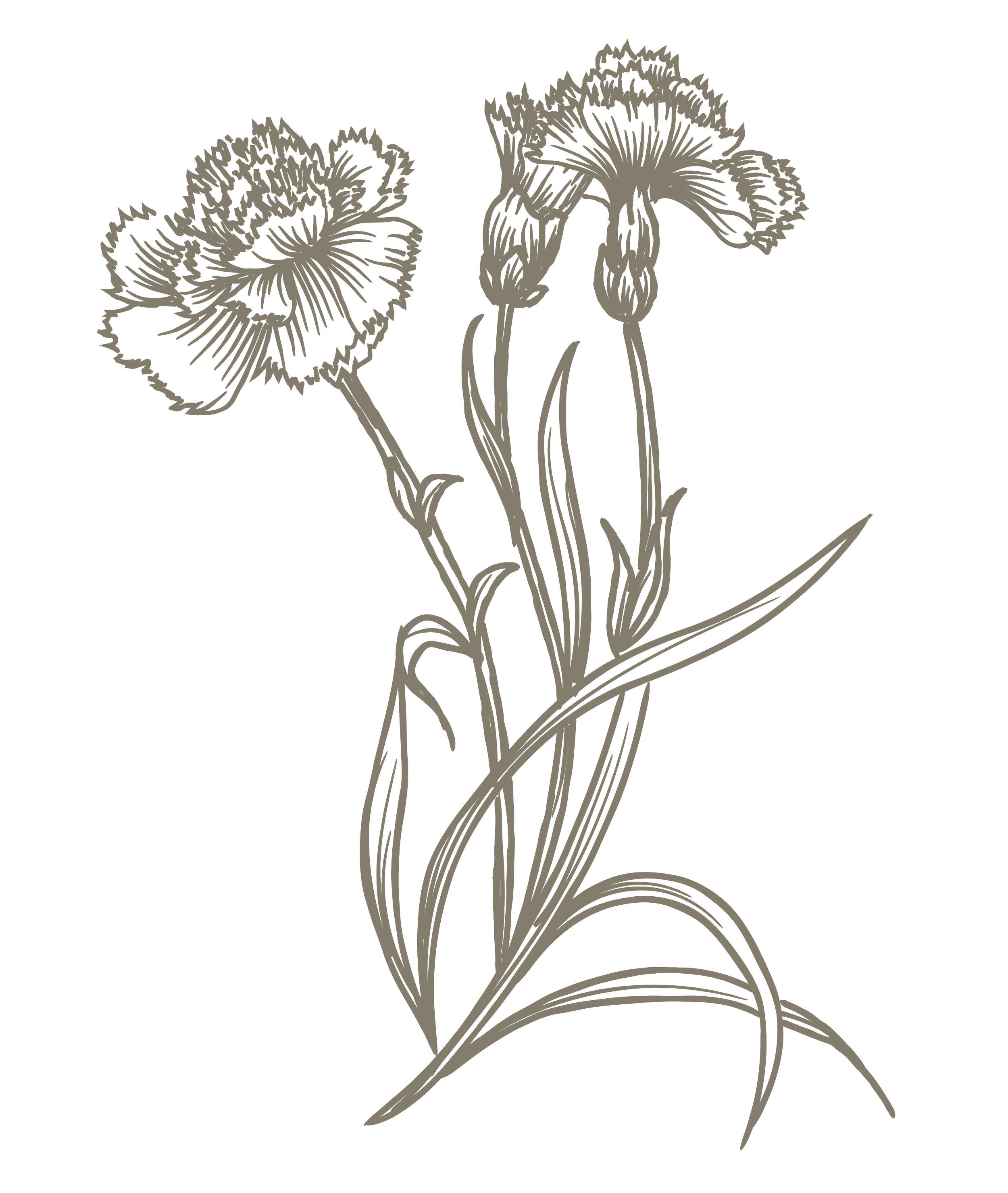 Line drawing of three carnations with long stems and pointed leaves.