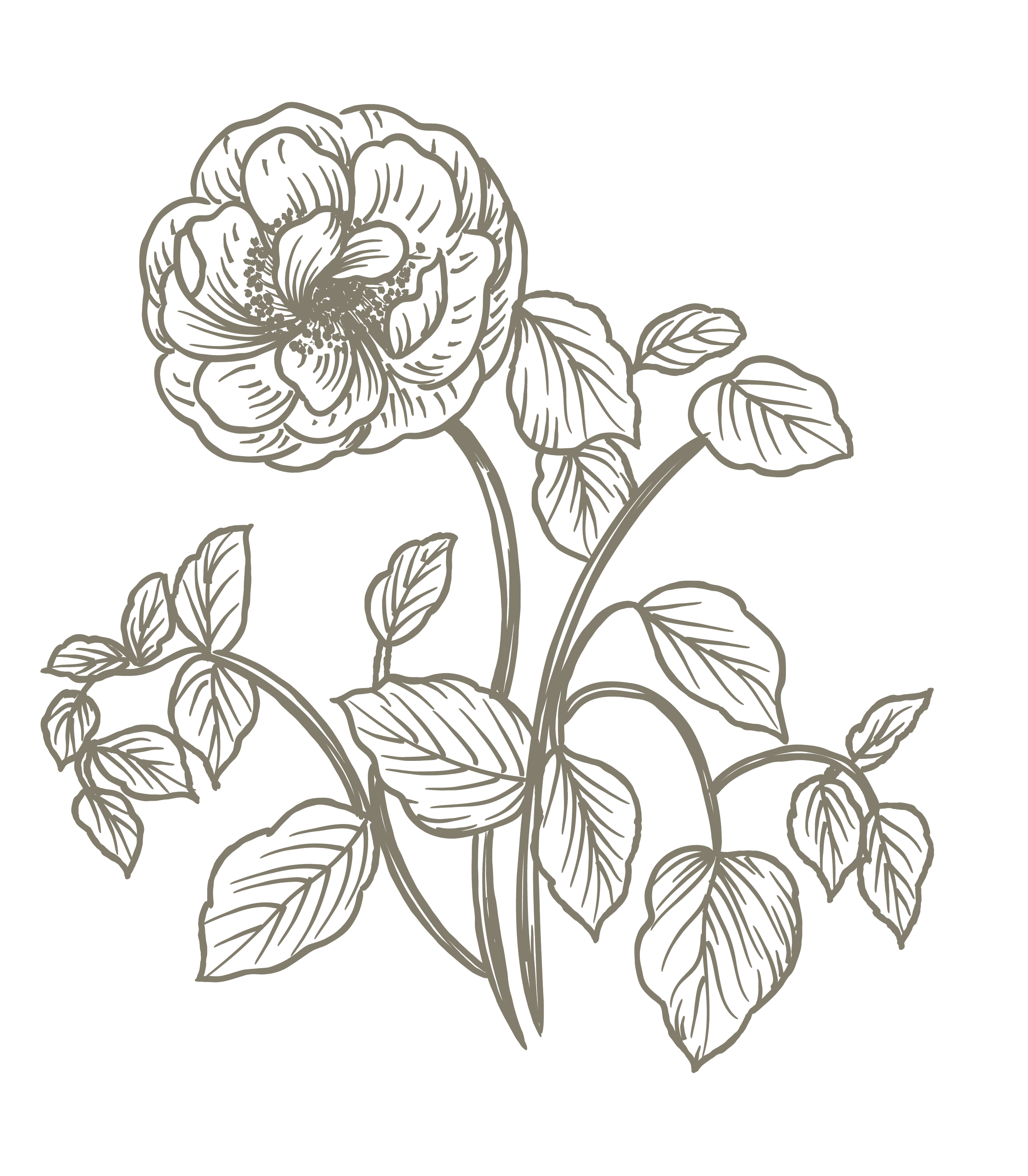 Outline drawing of a rose plant with a large flower, multiple leaves, and stems on a black background.