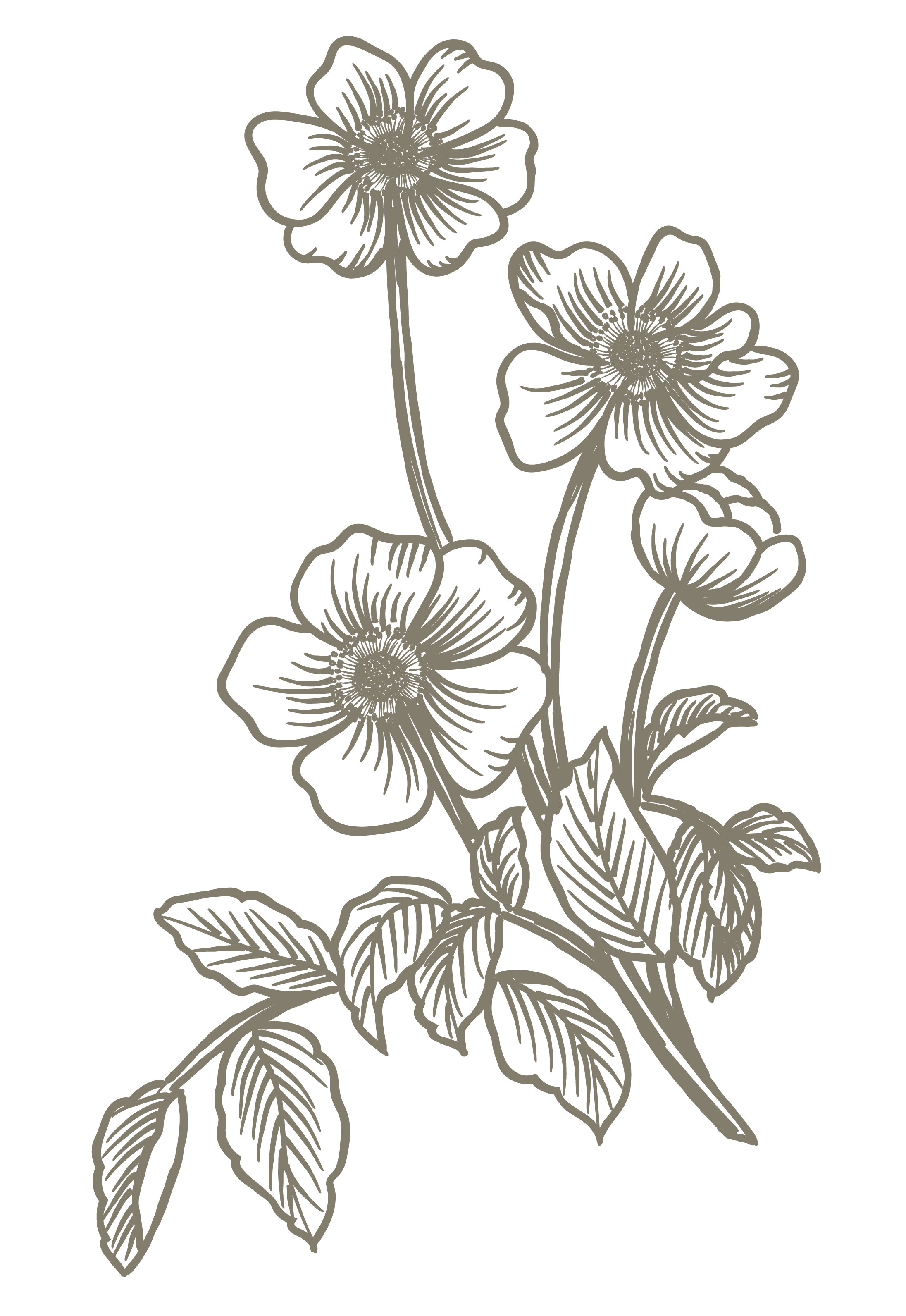 Line drawing of a branch with five flowers and detailed leaves on a black background.