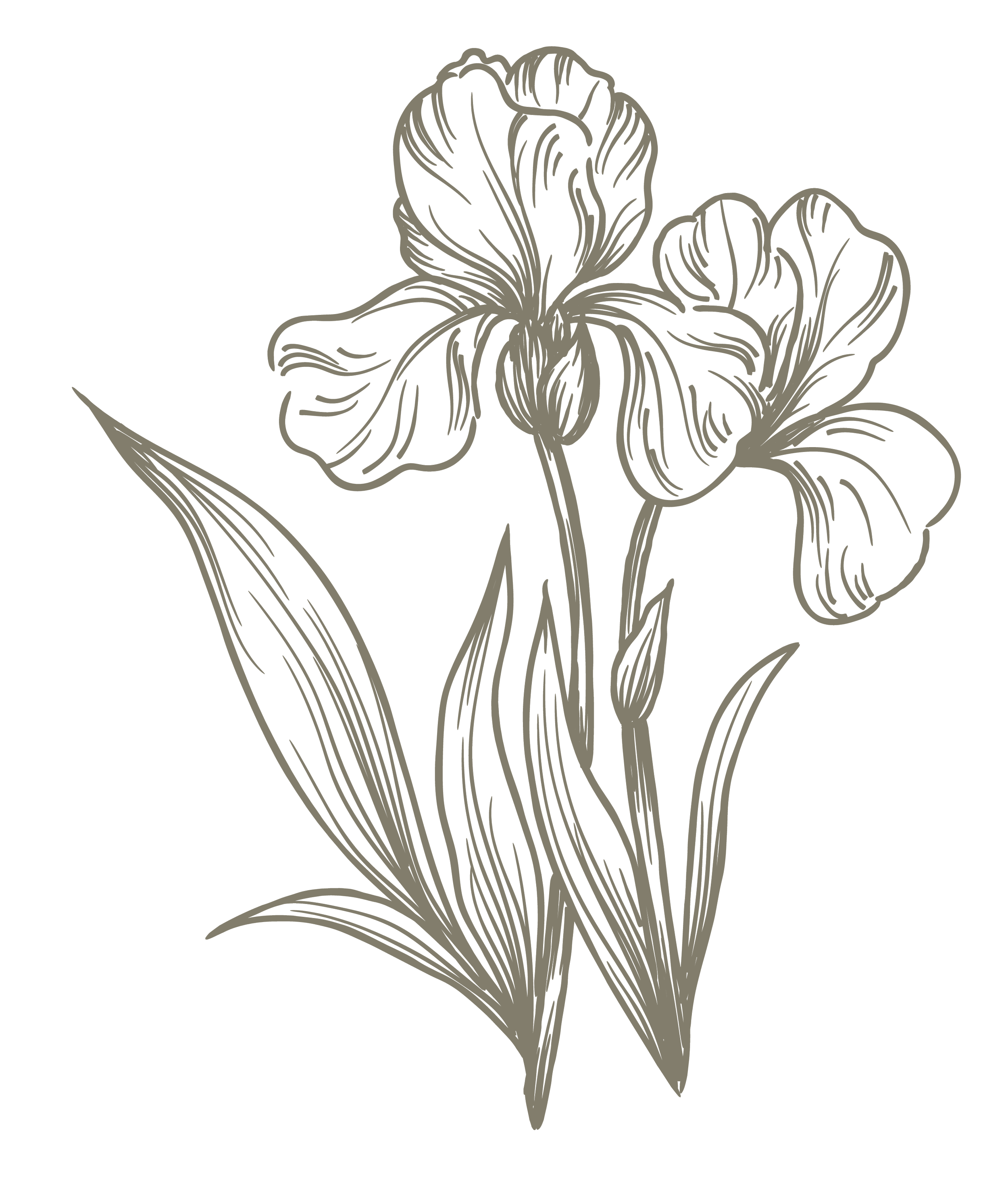 Line art drawing of an iris flower with leaves on a black background.