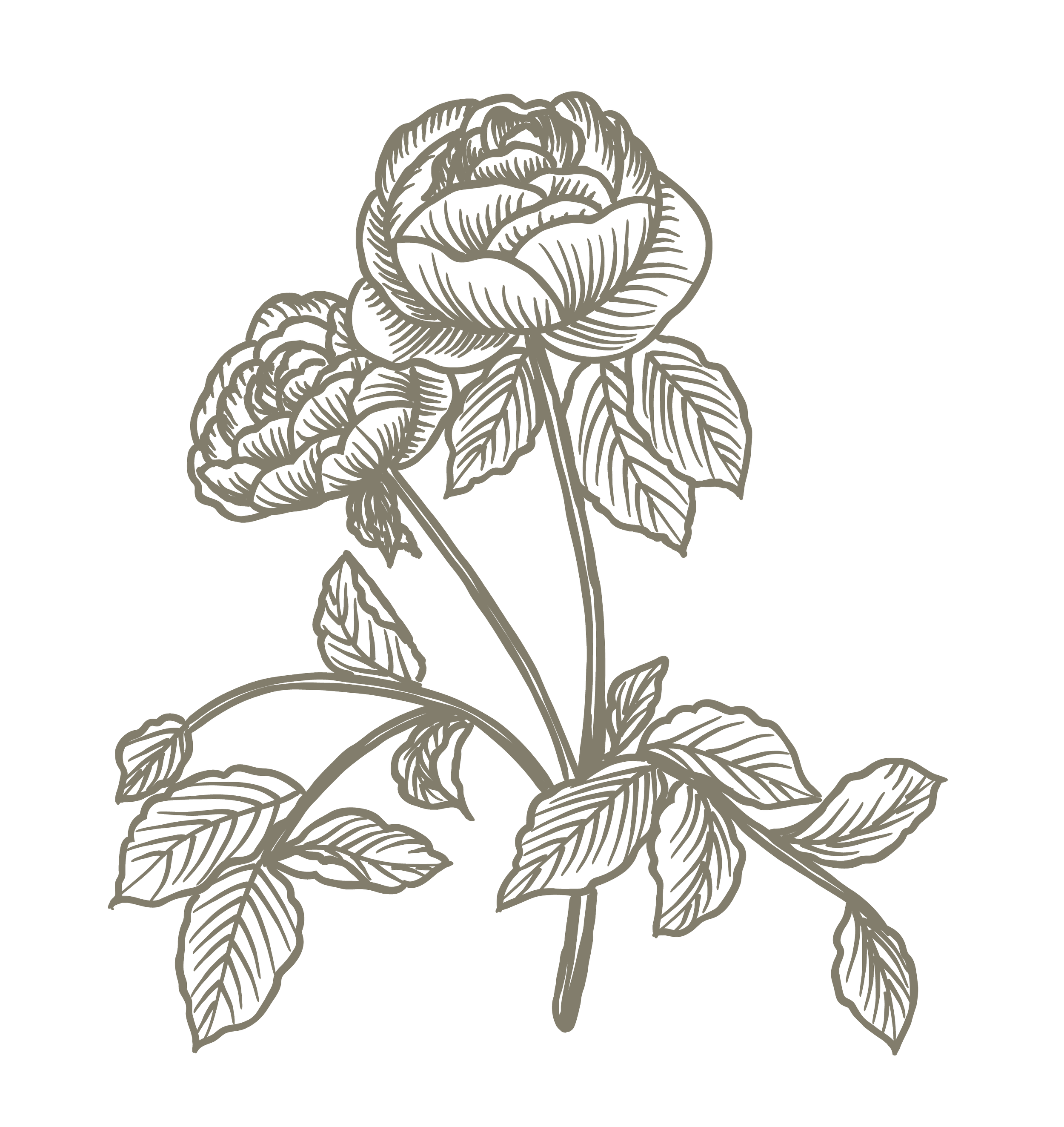 Gray line drawing of a rose with leaves on a black background.