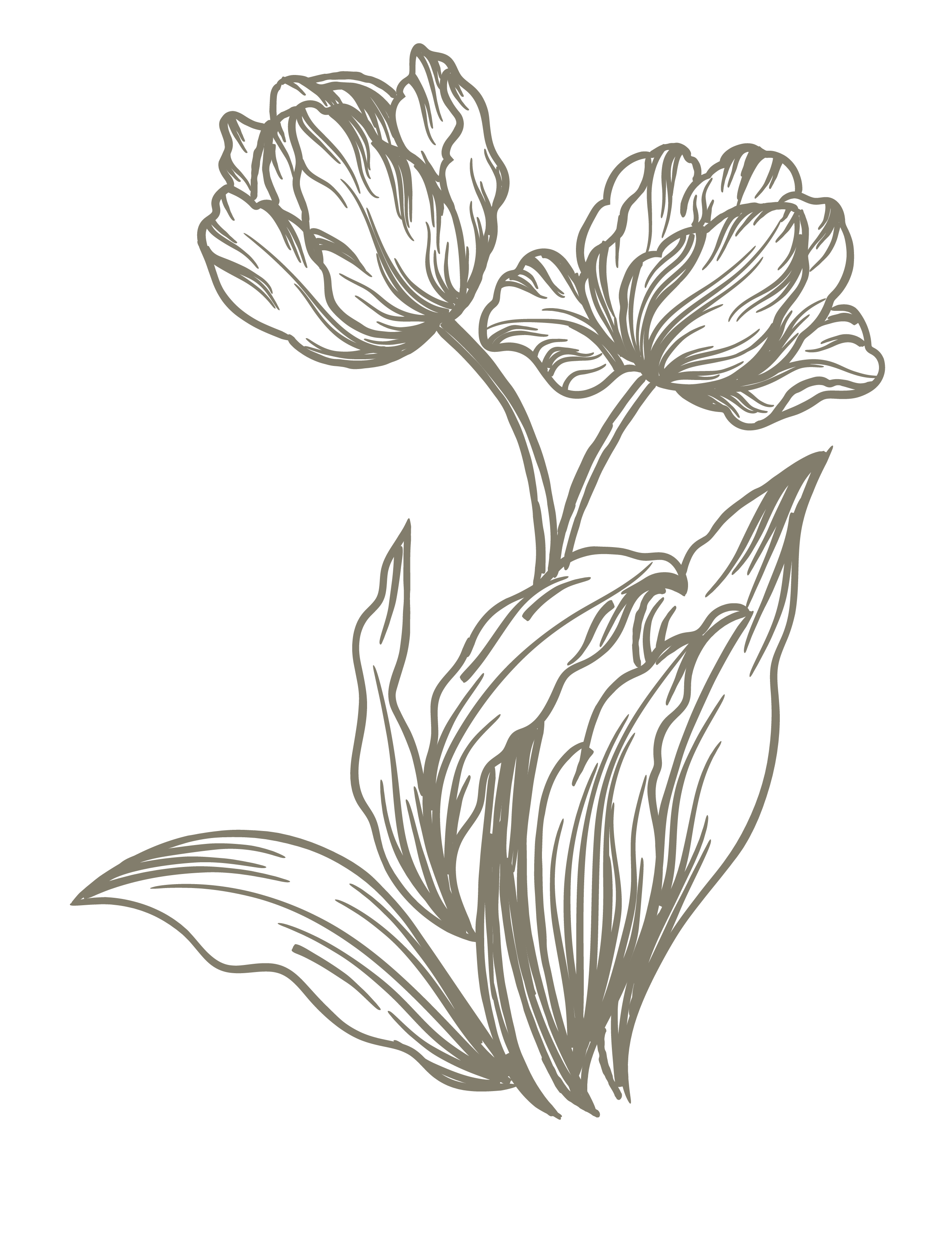 Line drawing of tulip flowers with large leaves on a black background.
