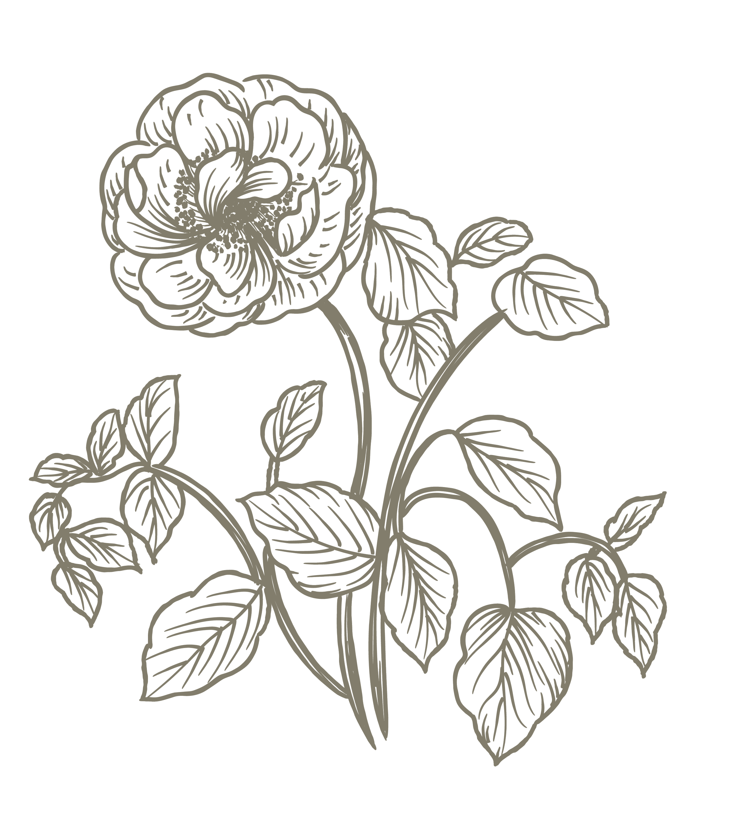 Illustration of a blooming rose flower with leaves outlined in gray on a black background.