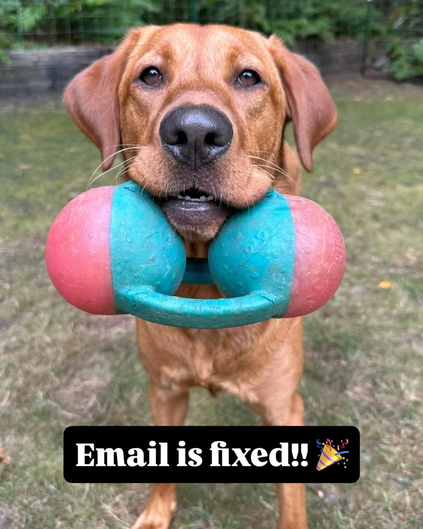 If you emailed me between 8/29 and 9/1, I definitely did not get it! But we're back in action now. Email away! 🐾