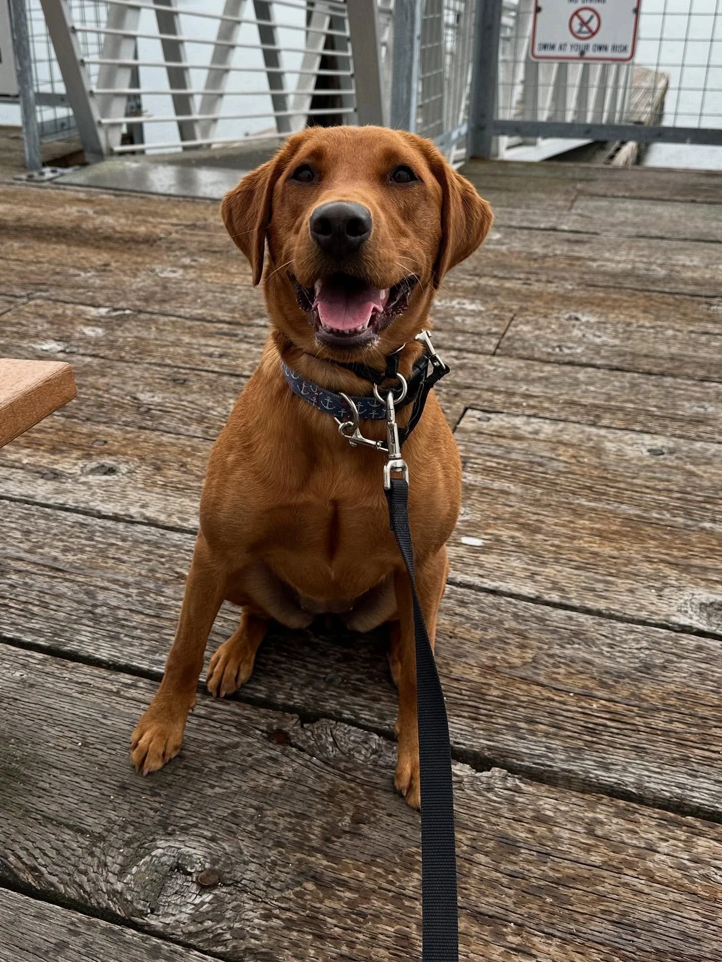 Another Nyx post?? Nope, guess again. This is Sailor! She&rsquo;s about 15 months old and has done a few private lessons with me now working on all those fun adolescent behaviors. 

Sailor and Nyx come from different breeders, but very similar lines,