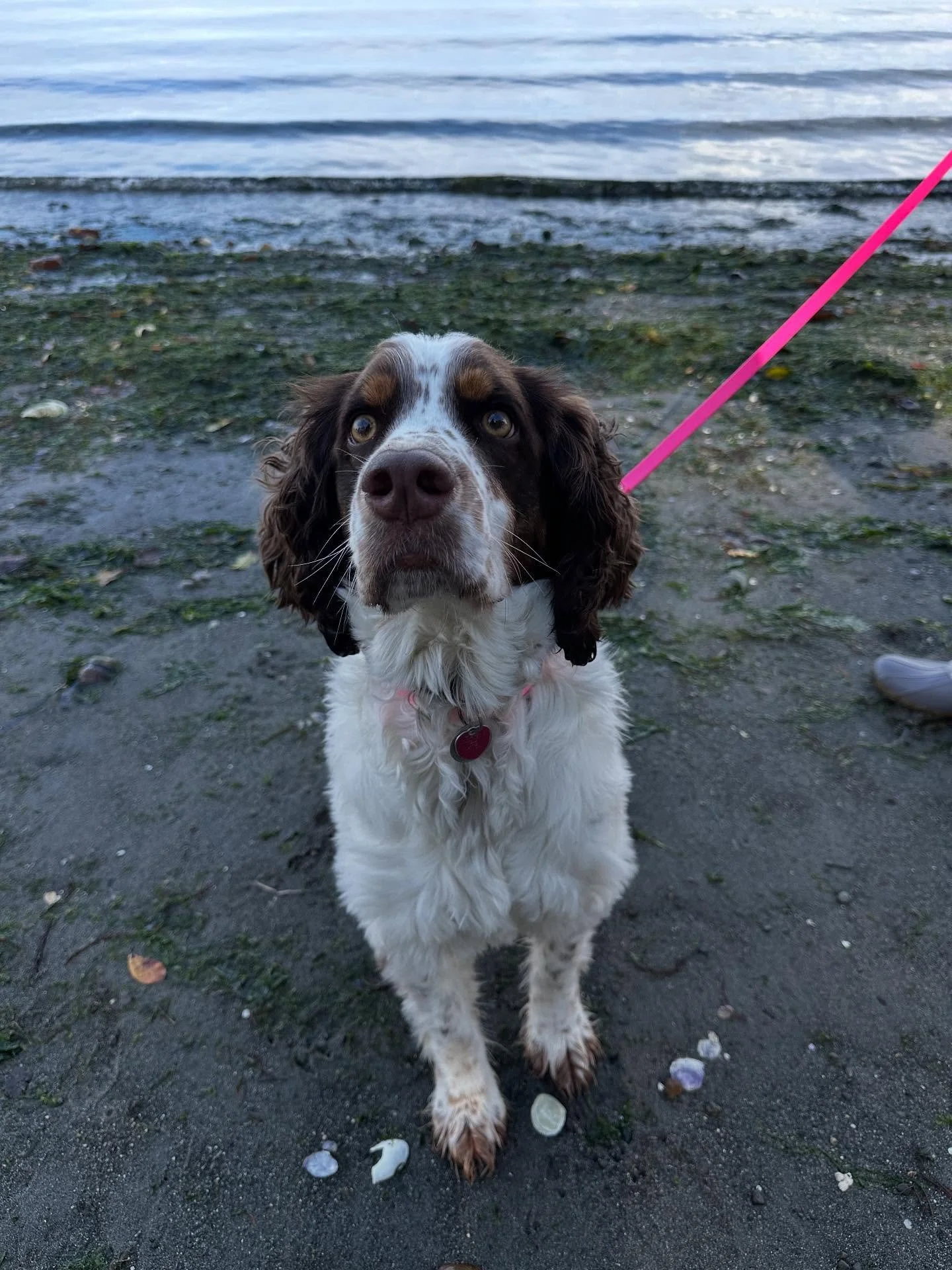 Sweet little Coco is doing lessons for leash manners, recall, and just listening in general... This little smartie has been keeping it a secret that she knew what Heel and Come meant all along! Once we gave her clear rules and rewarded her good effor