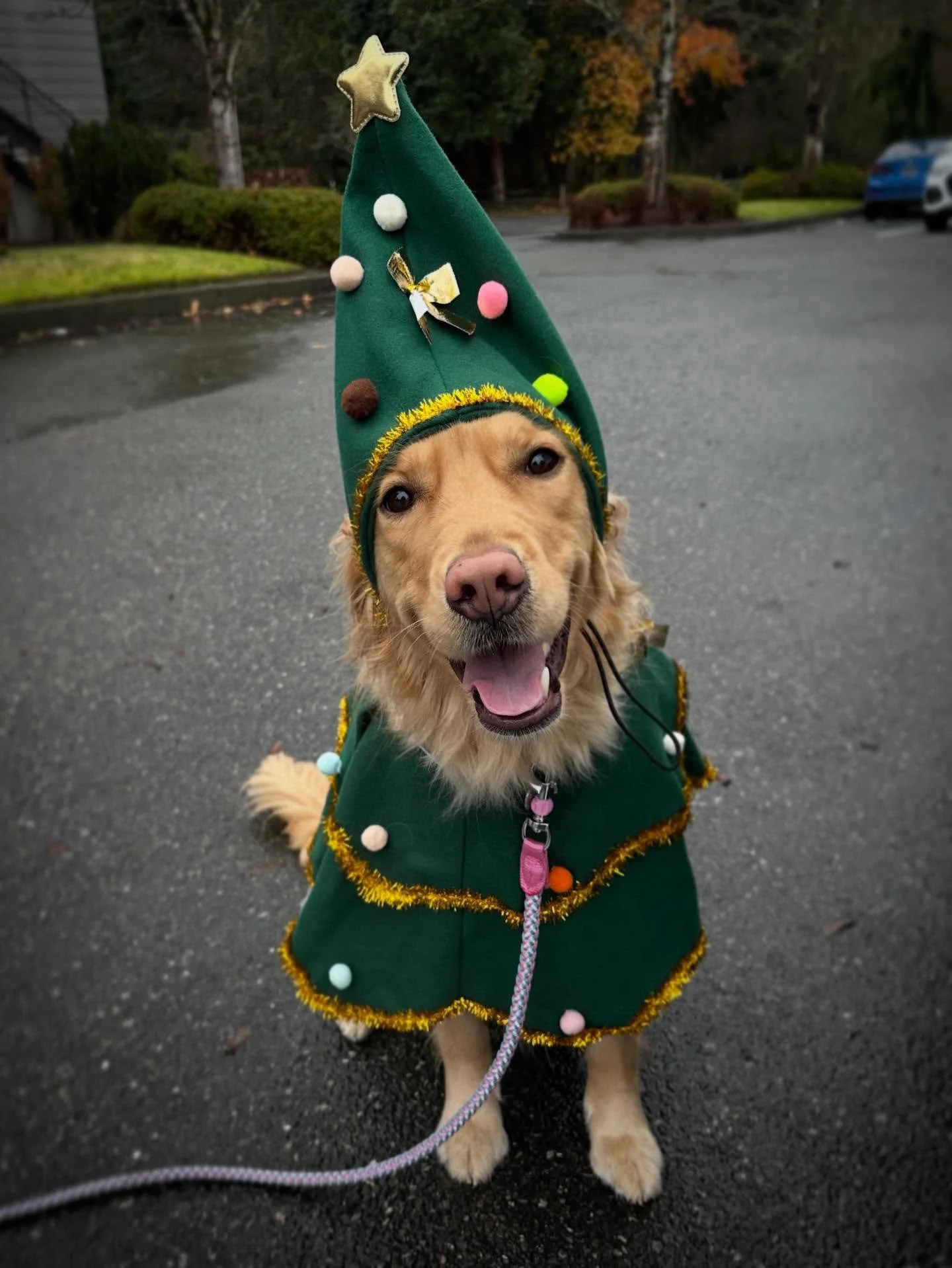 Thought I was picking up Leia for a day train today, turns out I was scheduled to be working with a Christmas tree instead!
