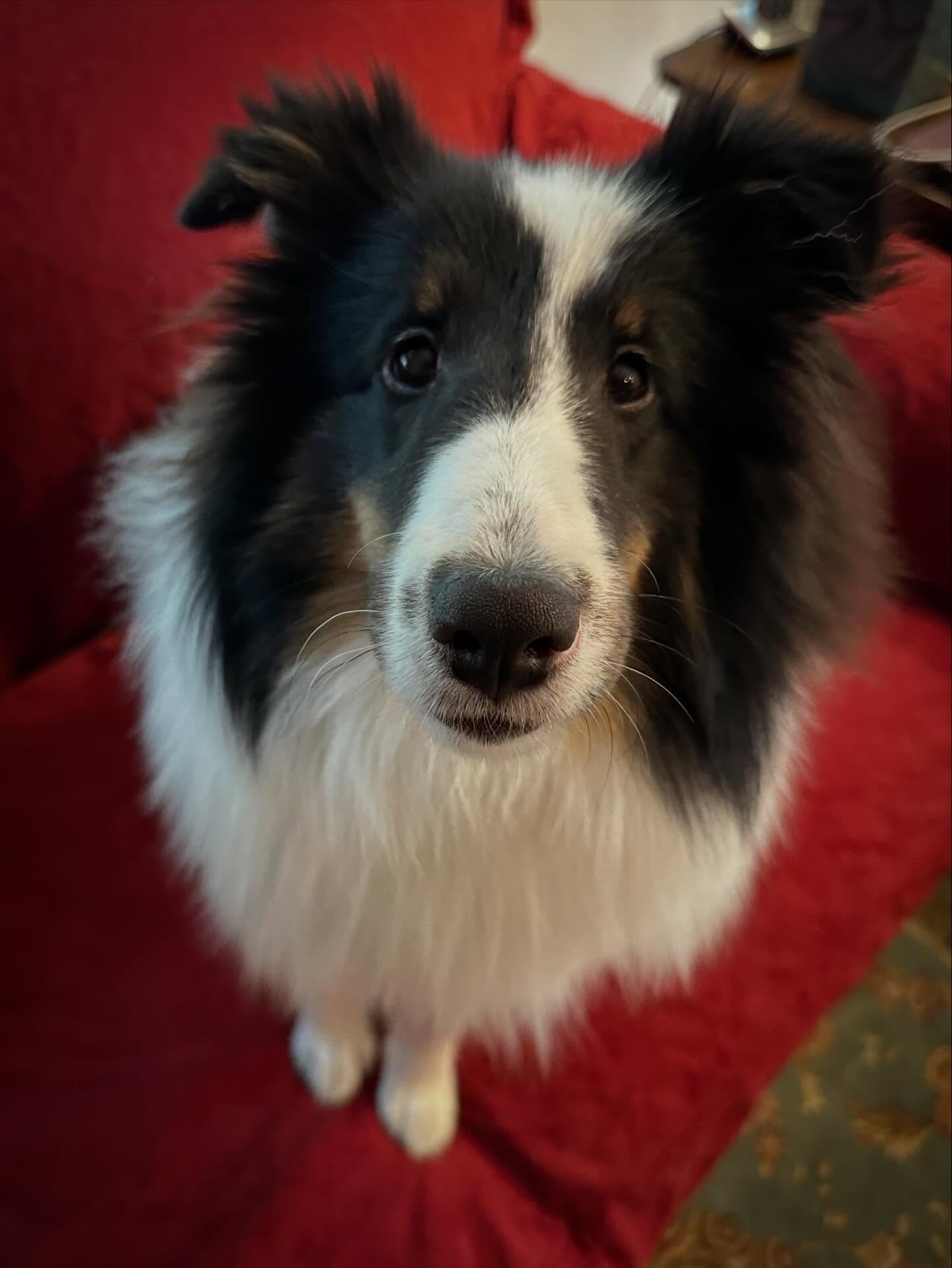 This is Rory! He is the absolute sweetest Sheltie pup, but unfortunately he didn't get out to see new things and experience the world until his current humans got him at a little over 5 months of age. They've done a great job with him so far, but mis