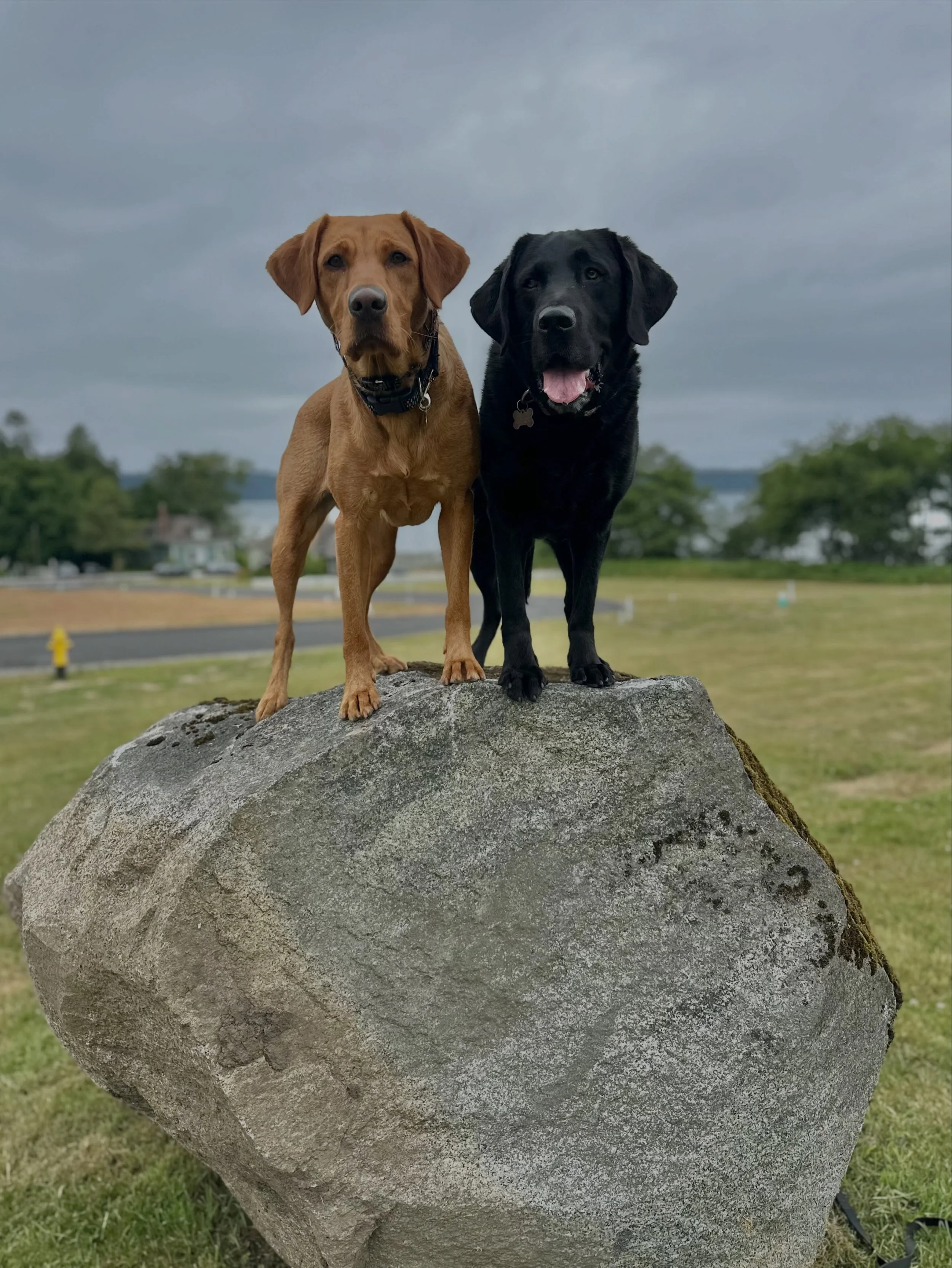 Nyx and Jester would like to wish you a happy 4th of July! And also remind you to pleeeease have a collar and tags on your dogs at all times tonight. More dogs go missing on the 4th than any other day of the year. If you do just one thing for your pu