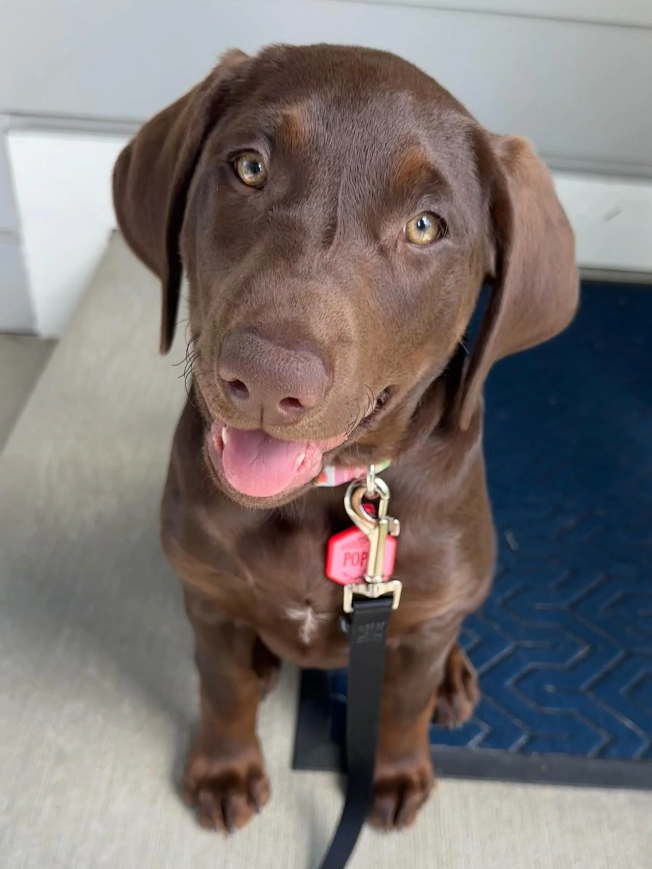 Poppy and Izzy are our two most recent Puppy Jumpstart grads! Both these girls are as adorable as they are spunky, and they both hit the jackpot with families who are putting in the work!
