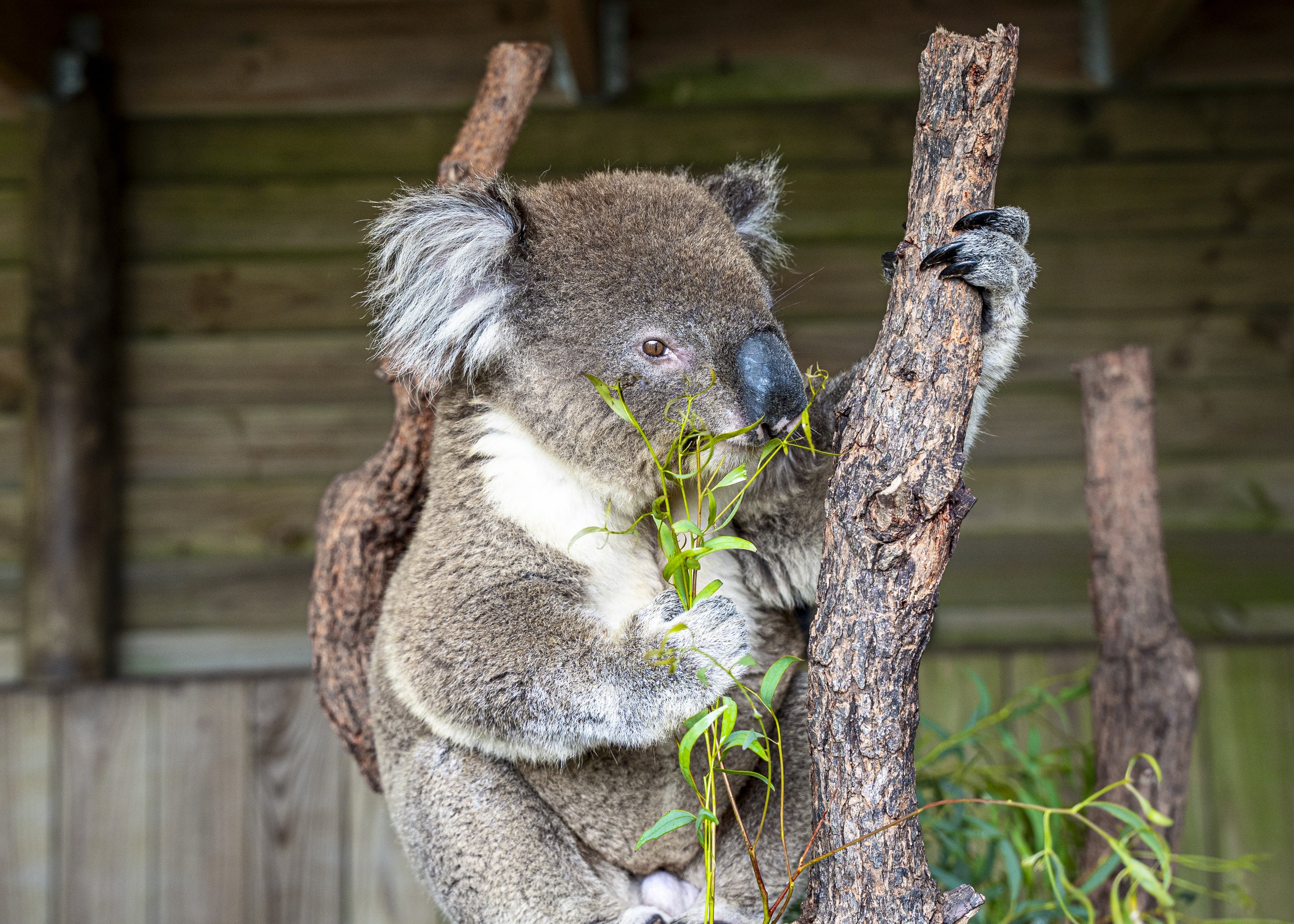 Koala