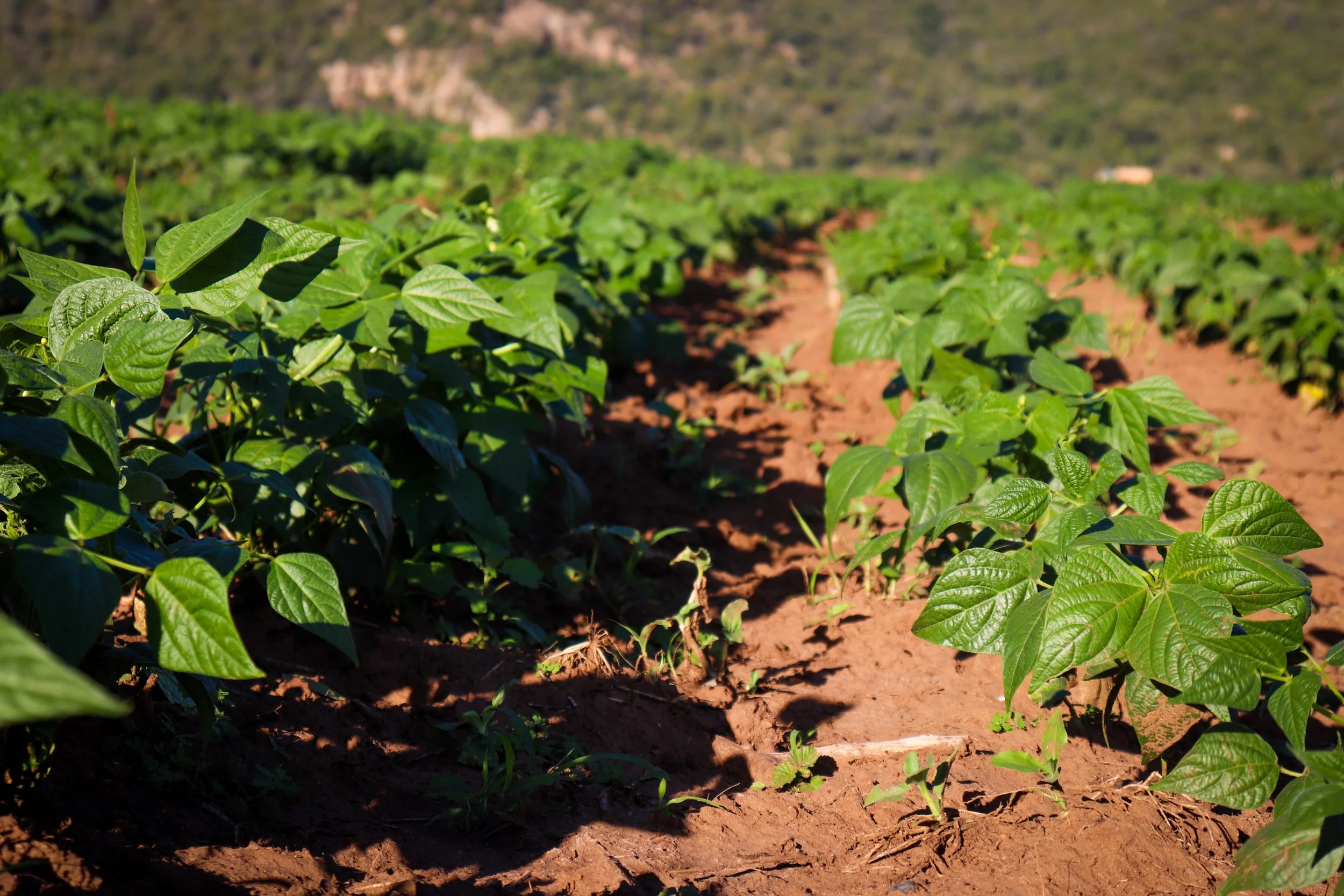 Close-up of green bean plants growing in soil during daytime in a farm field.